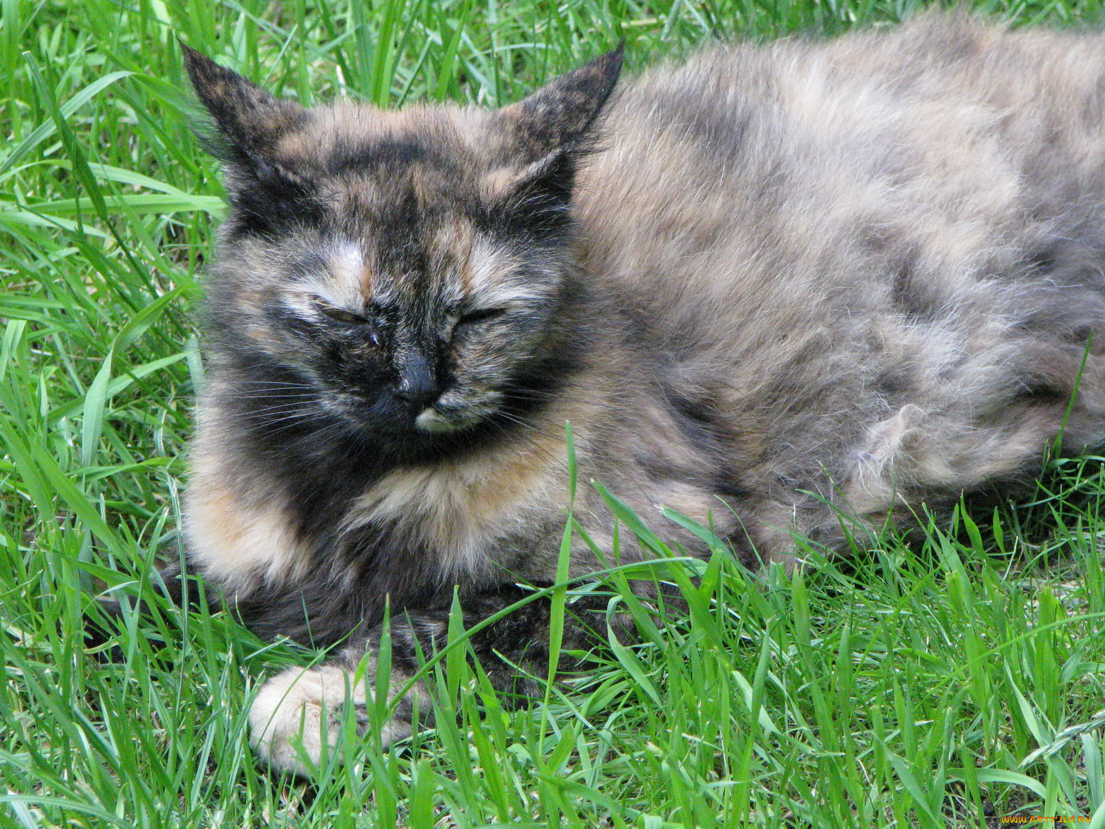 животные, коты