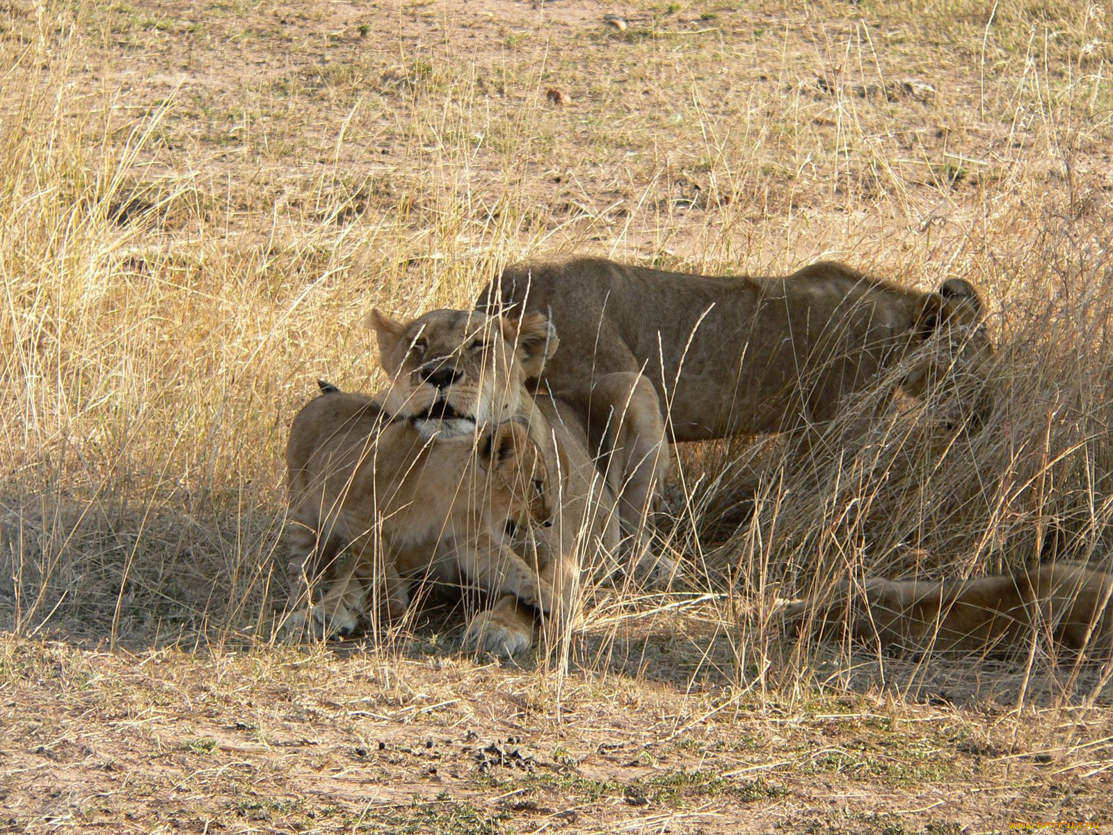 животные, львы