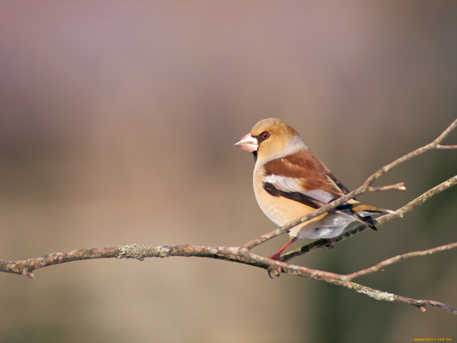 животные, птицы