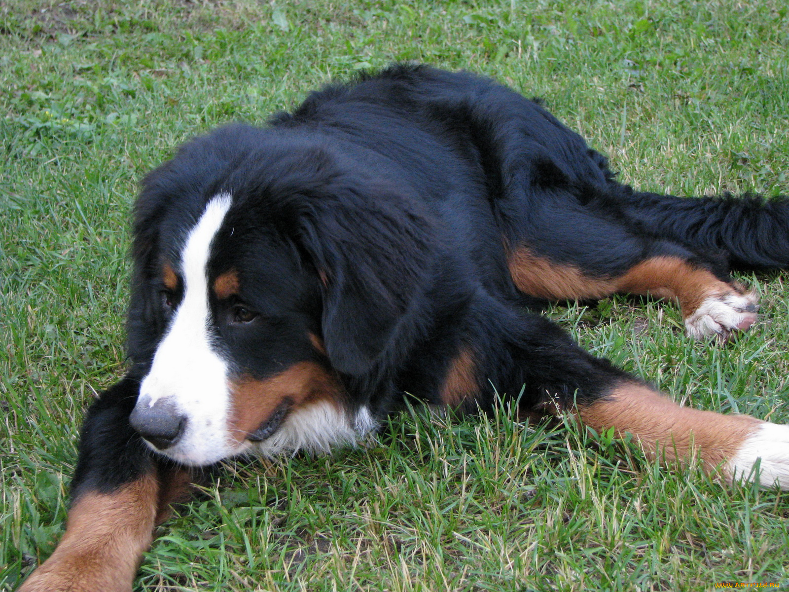 животные, собаки