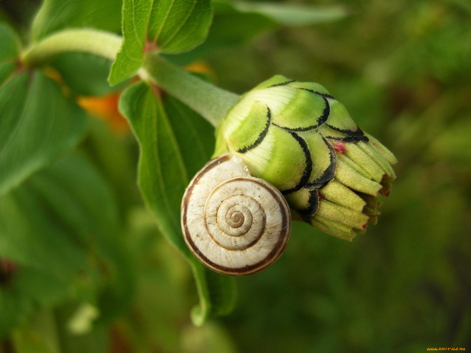 животные, улитки