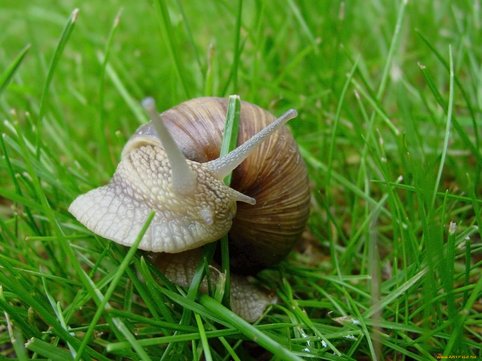 животные, улитки