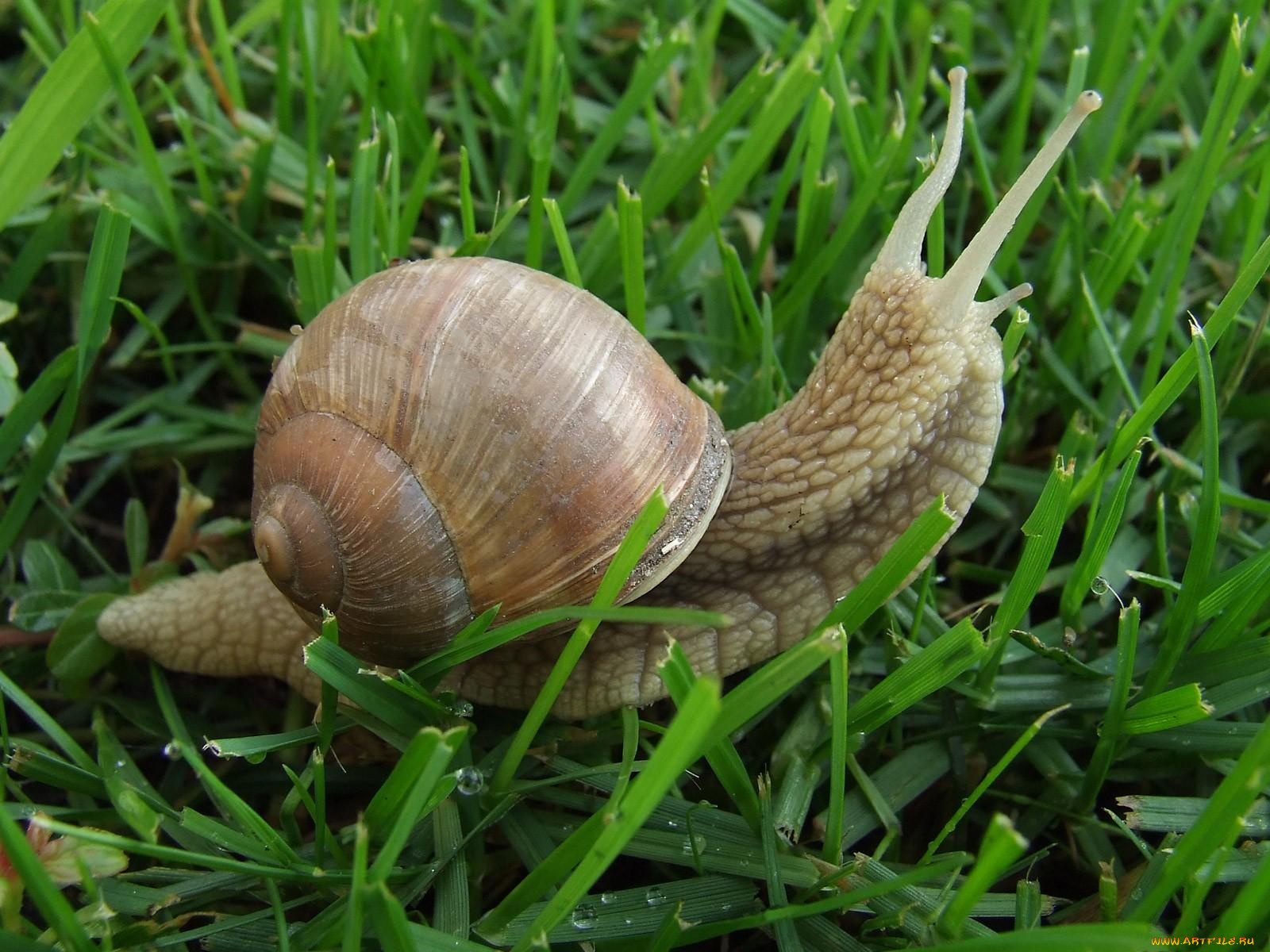 животные, улитки