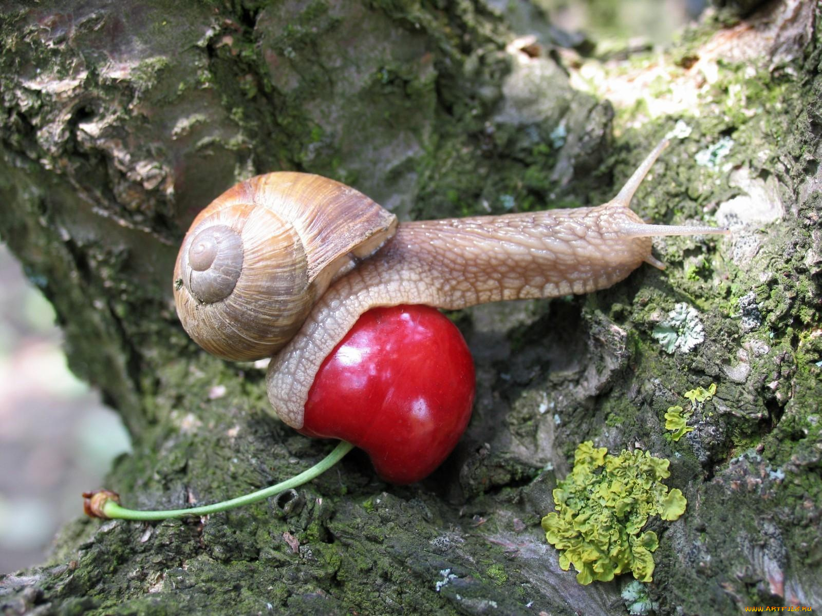 животные, улитки