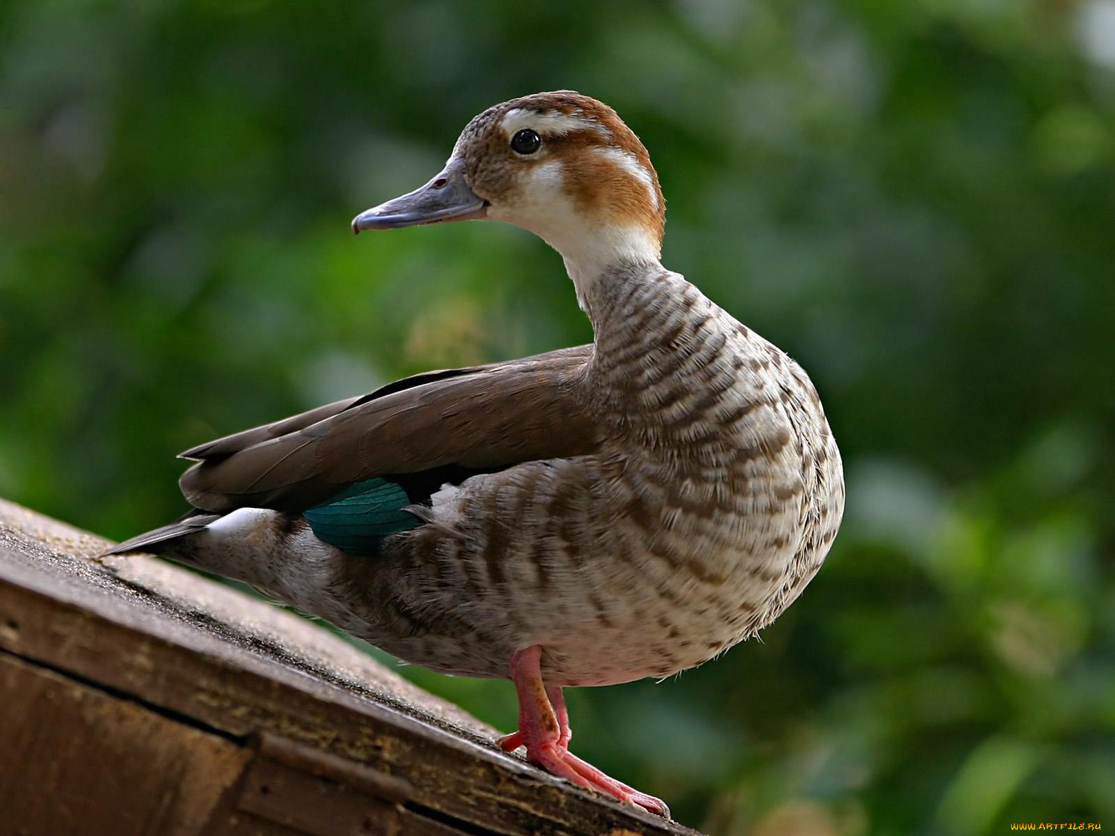 животные, утки