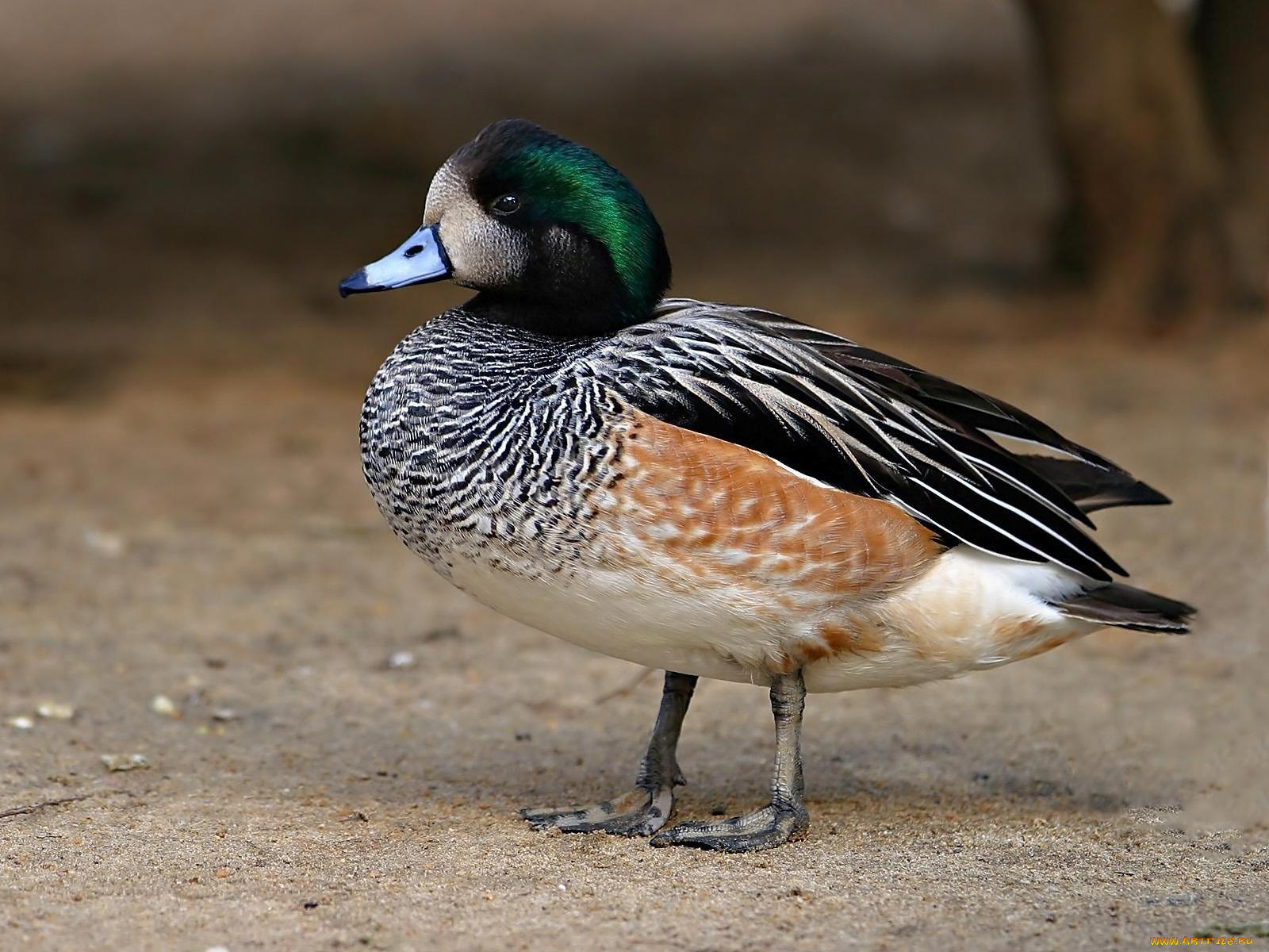 животные, утки