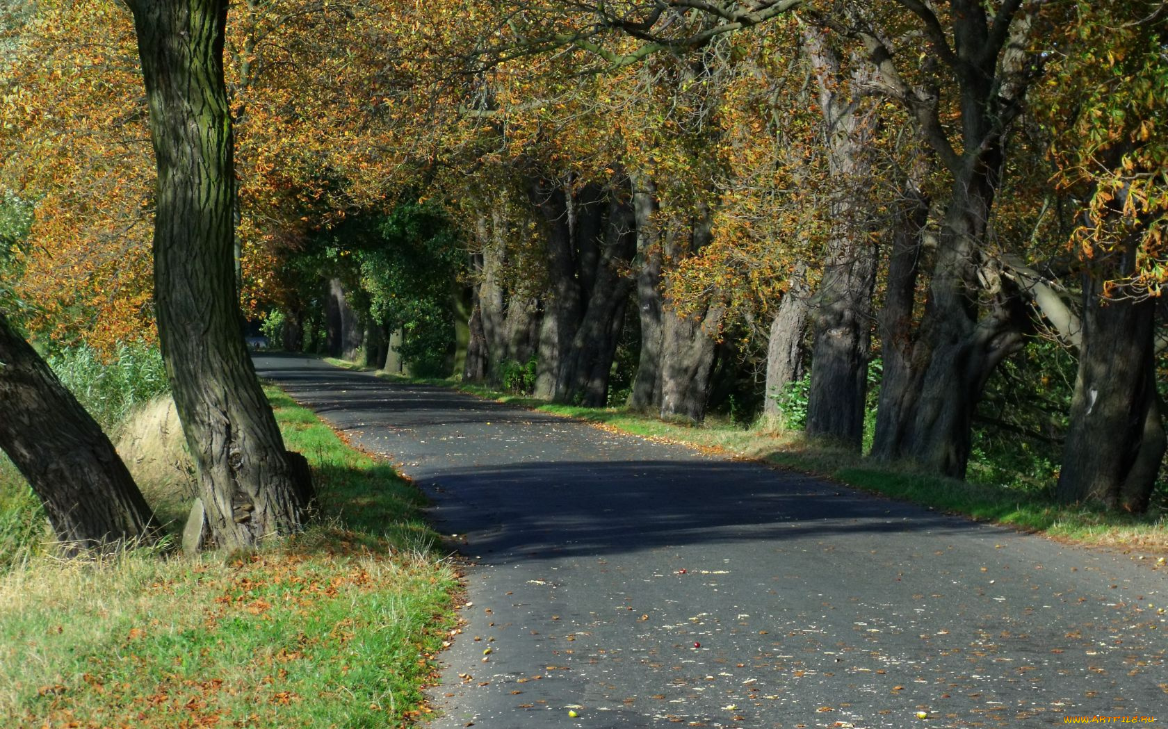 silnice, trtice, природа, дороги