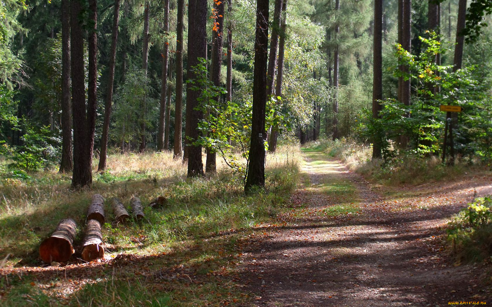 lesni, cesta, природа, дороги