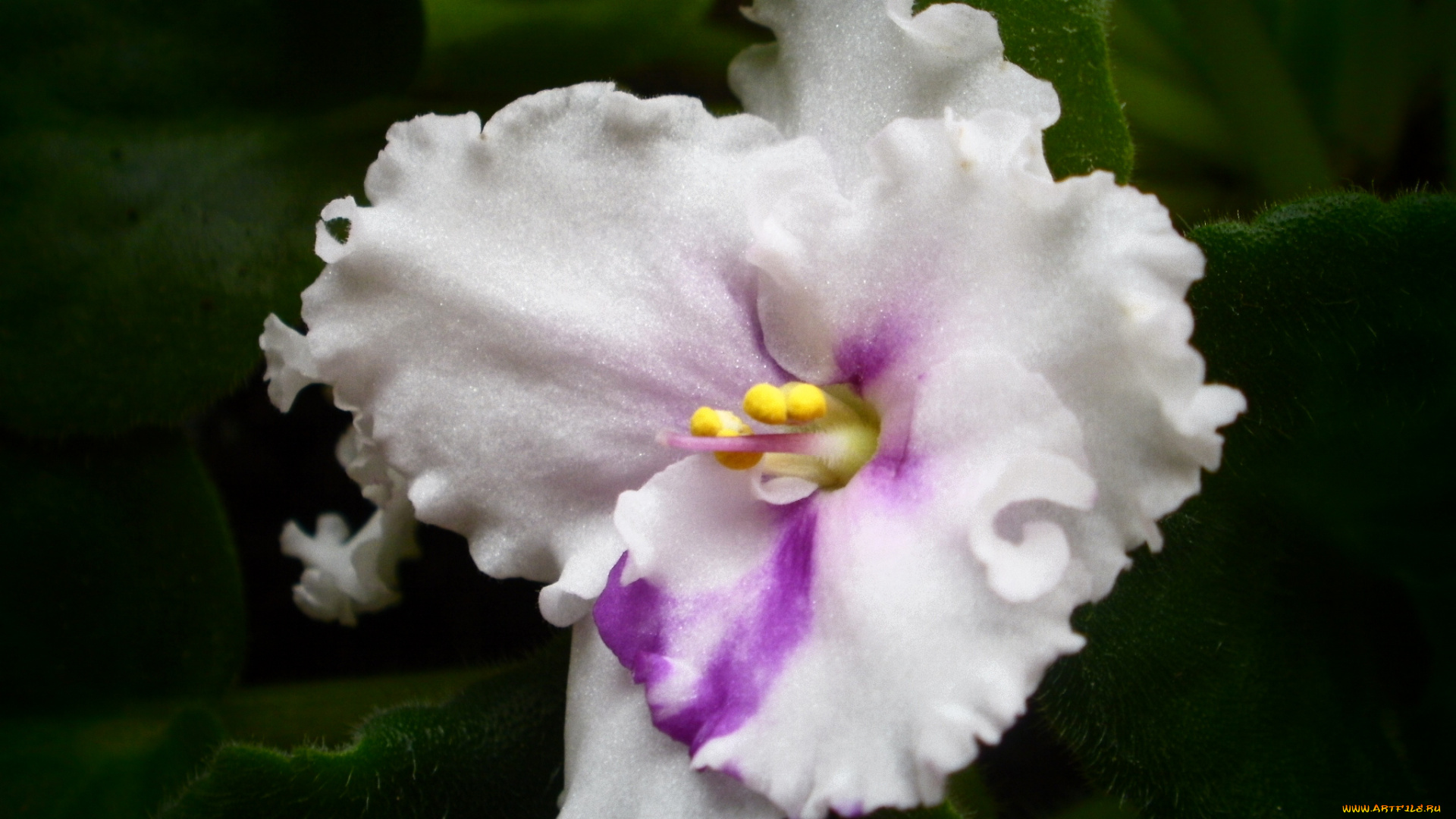 цветы, фиалки