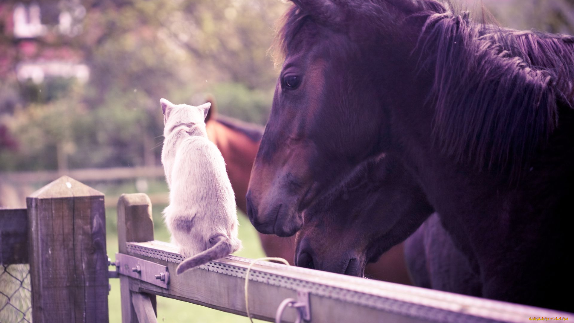 животные, разные, вместе