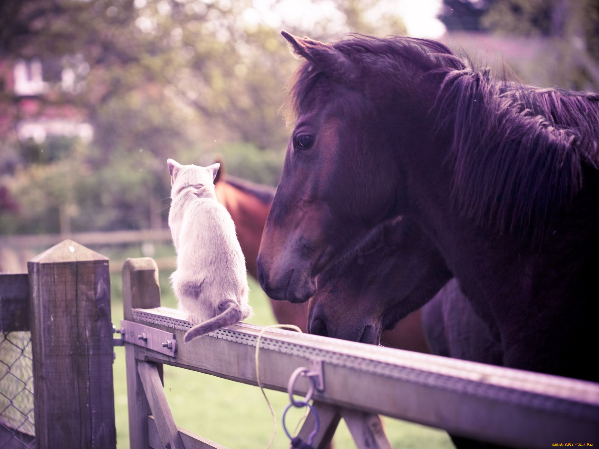 животные, разные, вместе