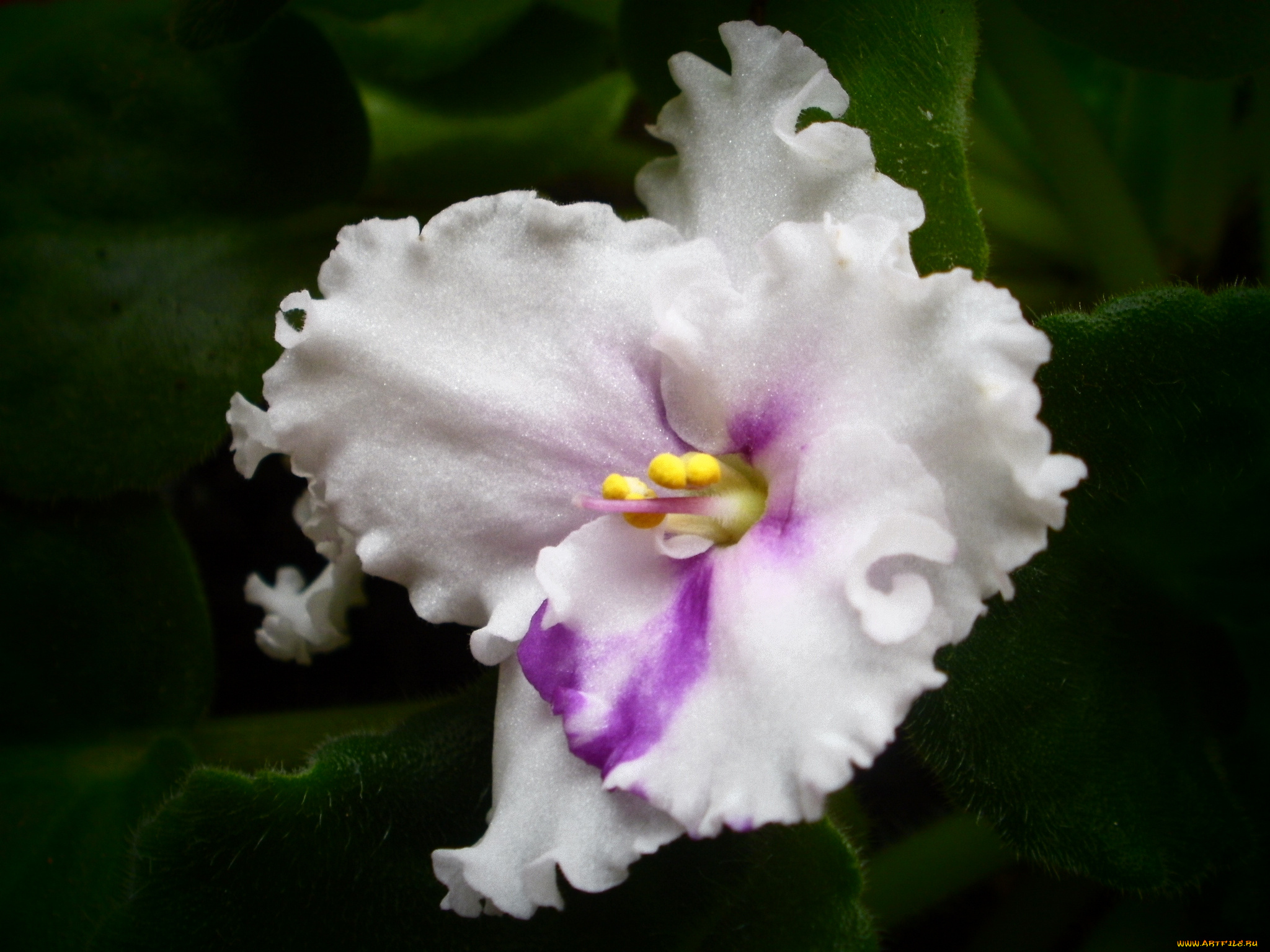 цветы, фиалки