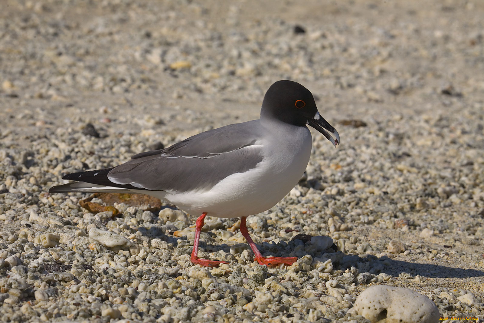 Чайка, красноглазая, животные, Чайки, бакланы, крачки, клюв, галька
