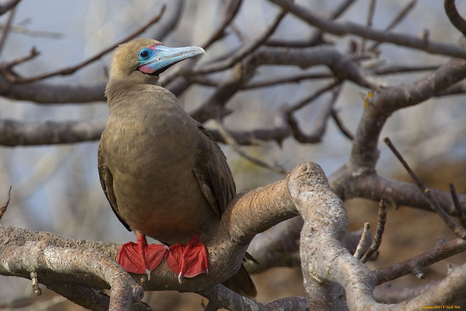олуша, красноногая, животные, олуши, красные, лапки, дерево