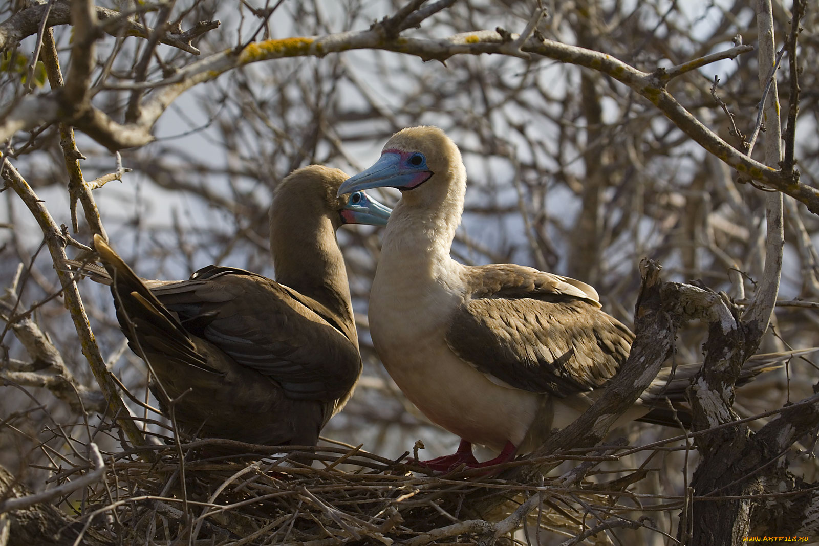 олуша, животные, олуши, голубые, клювы