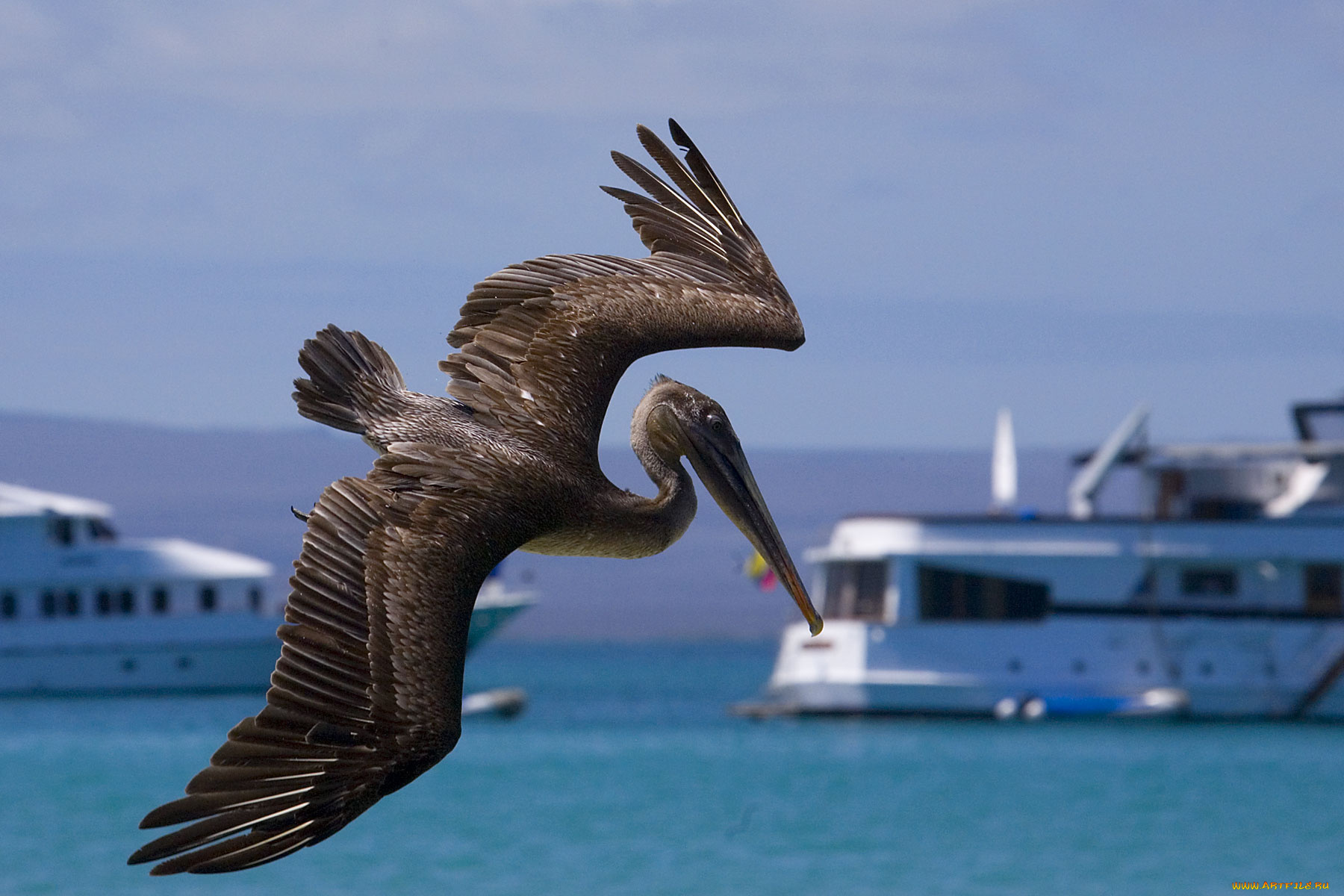 пеликан, животные, пеликаны, в, полете