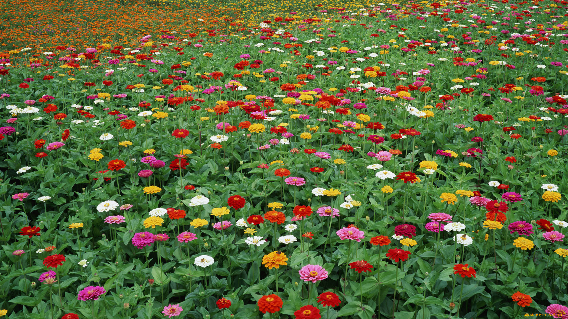 цветы, цинния, разноцветные, поле