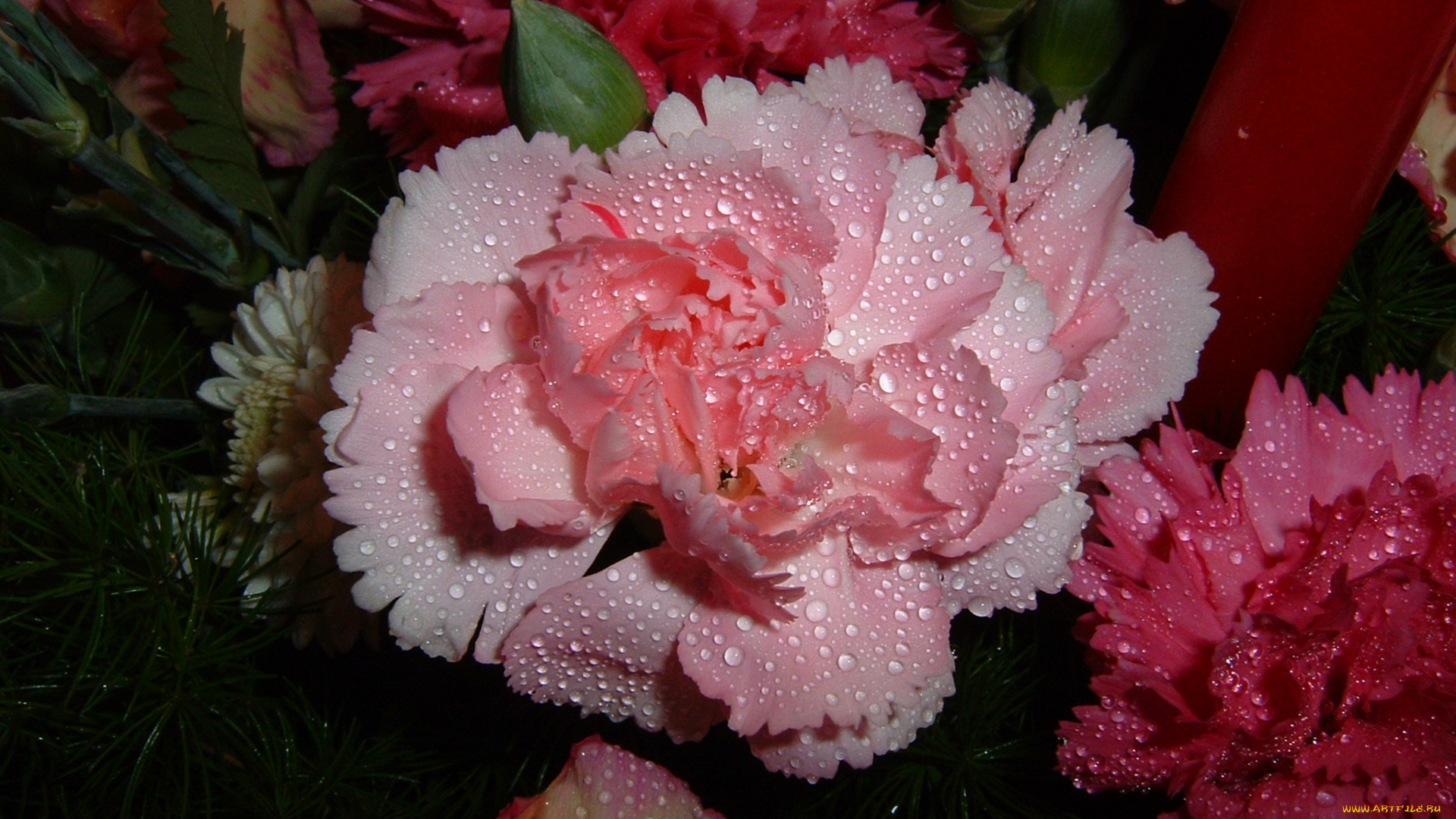 цветы, гвоздики, розовые, в, каплях, красные