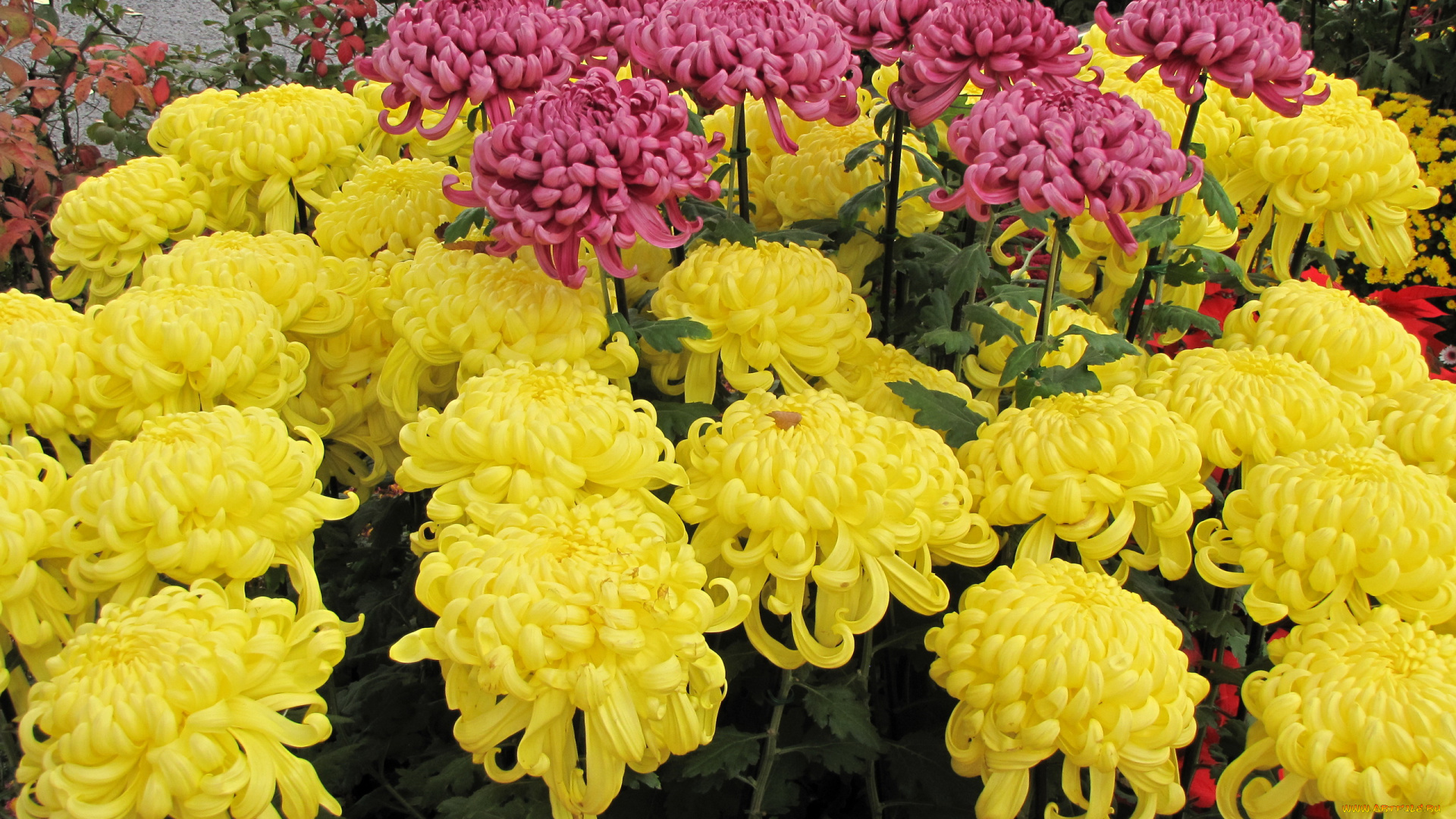 цветы, хризантемы, желтые, красные