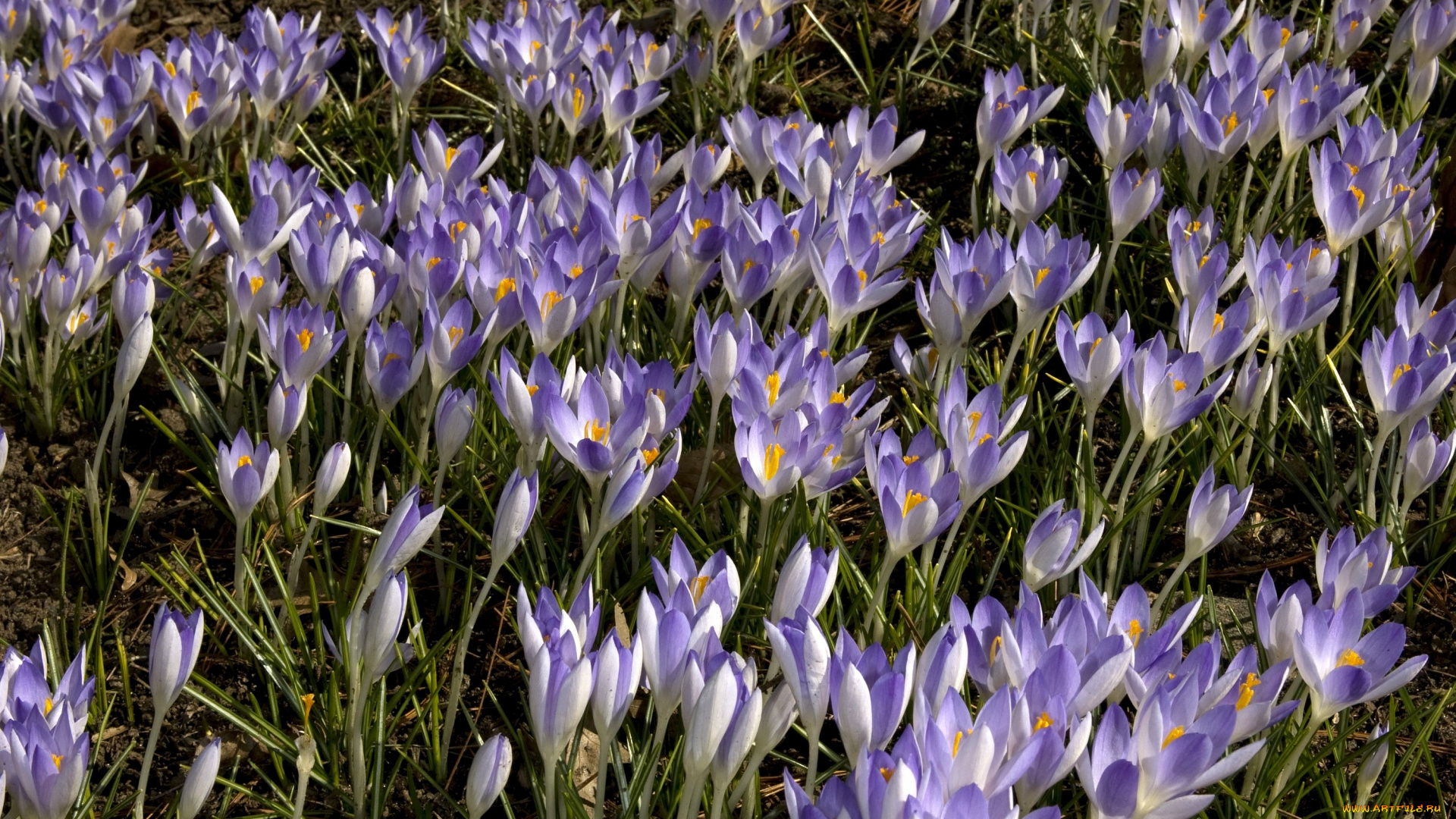 цветы, крокусы, фиолетовый, много