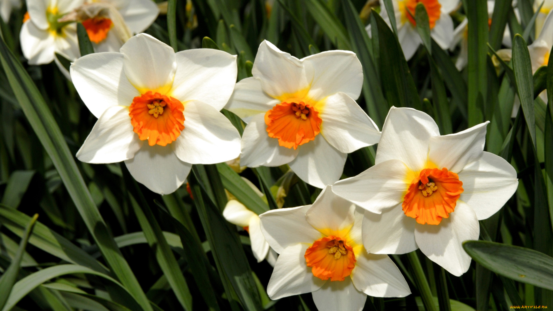 цветы, нарциссы, белый, серединки