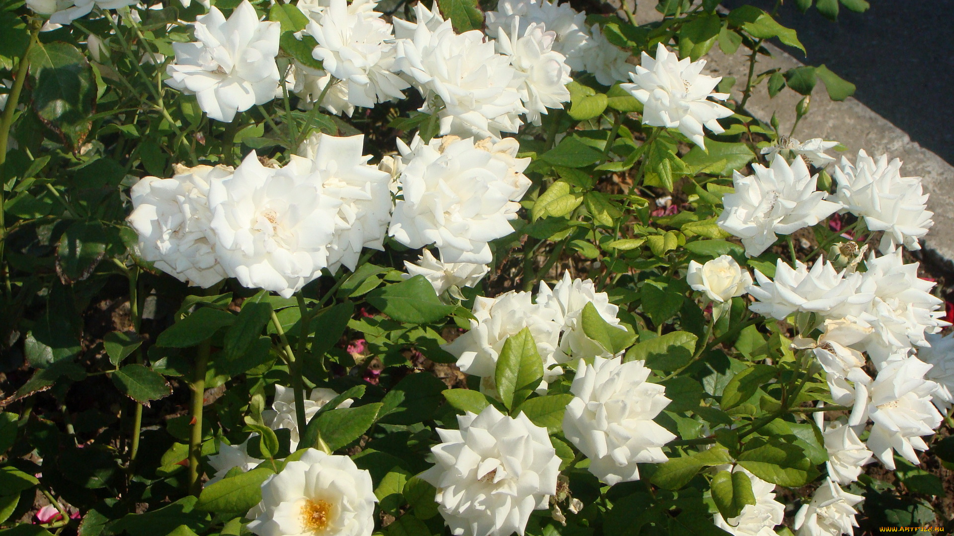 цветы, розы, белоснежные, много