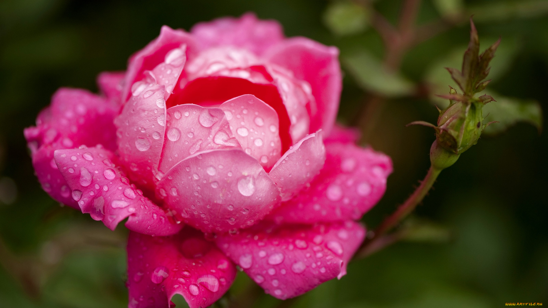 цветы, розы, бутон, капли, большой, розовый