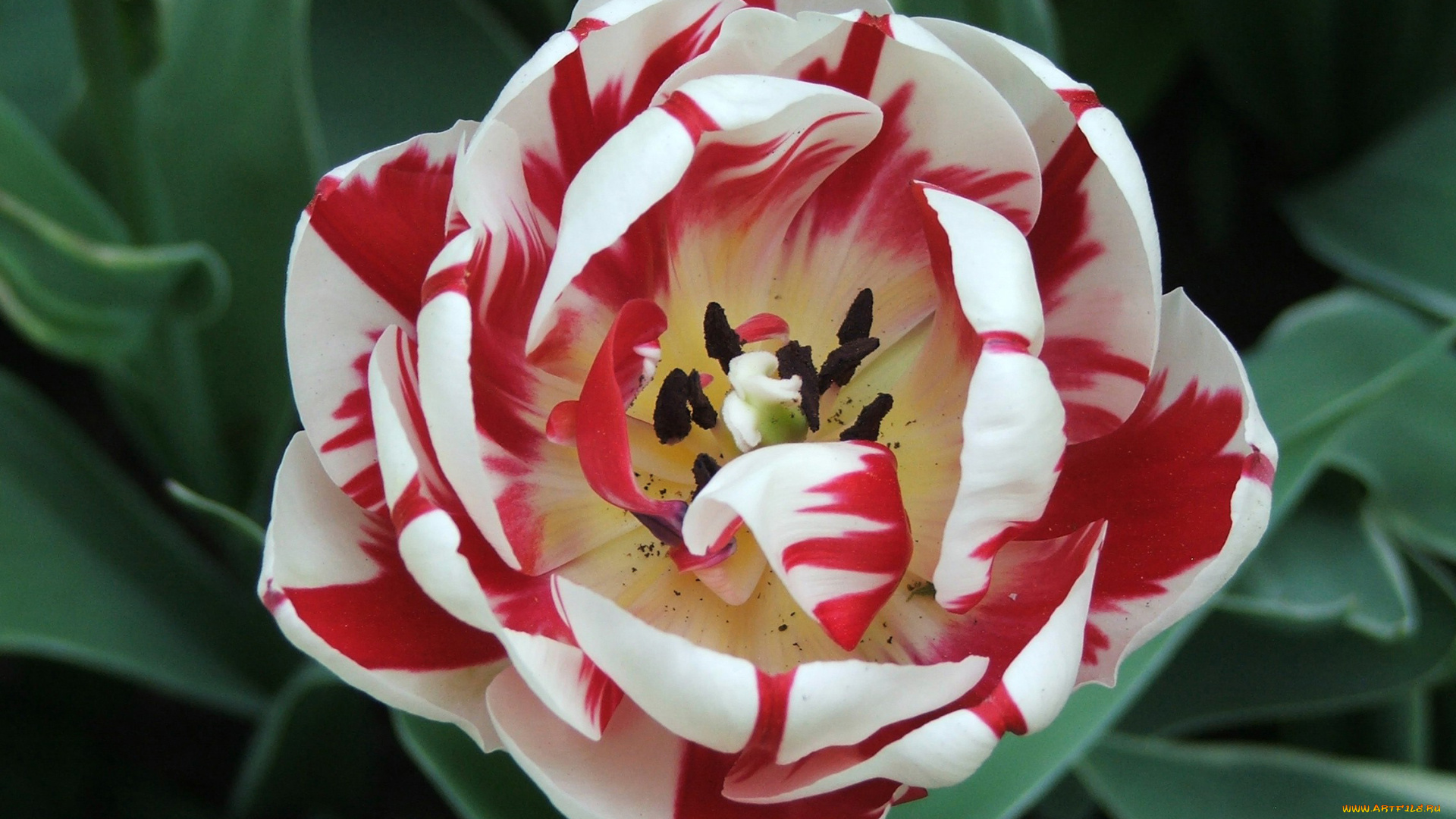 цветы, тюльпаны, белый, с, красным