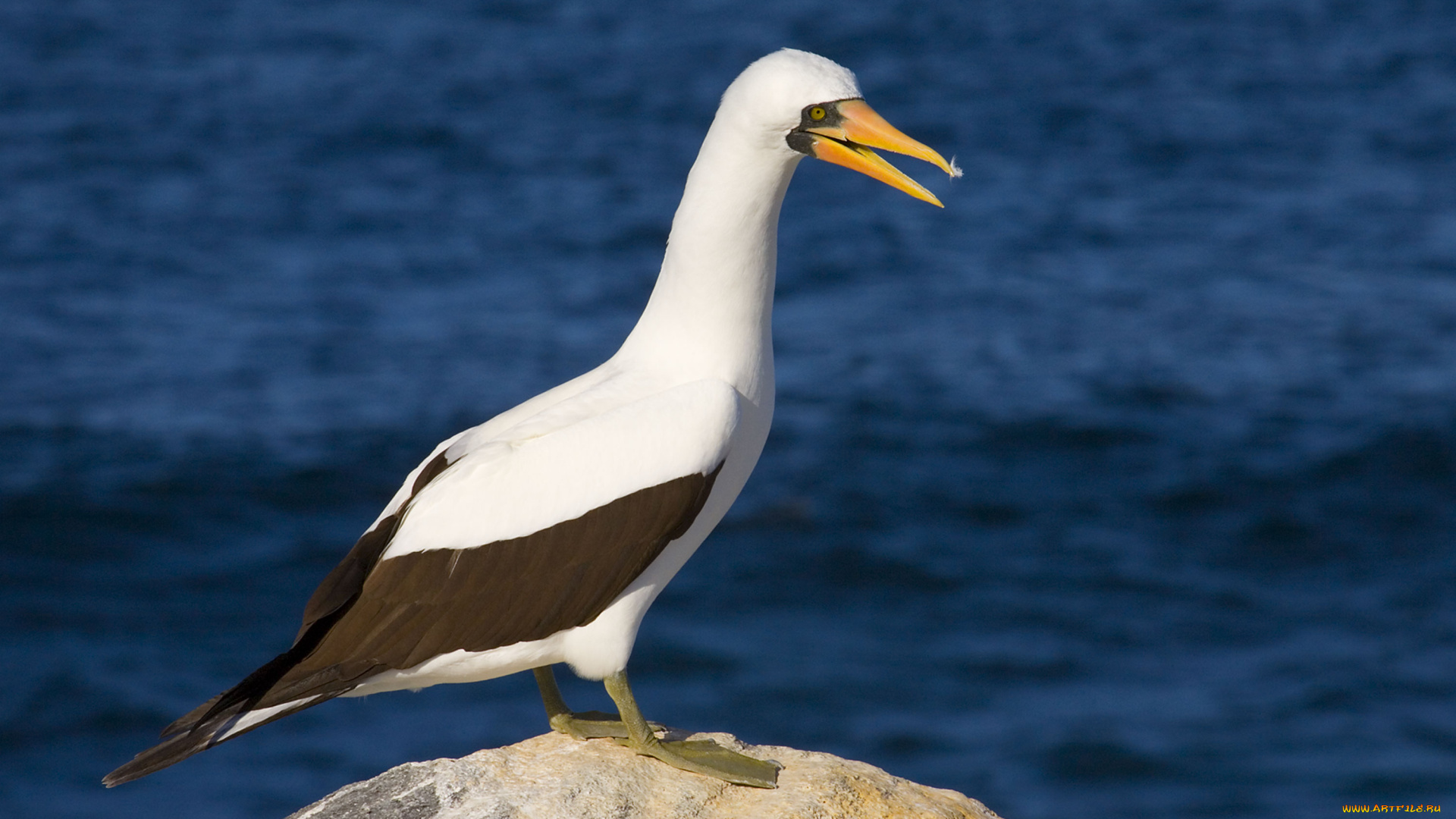 олуша, животные, олуши, оперение, коричневое, белое