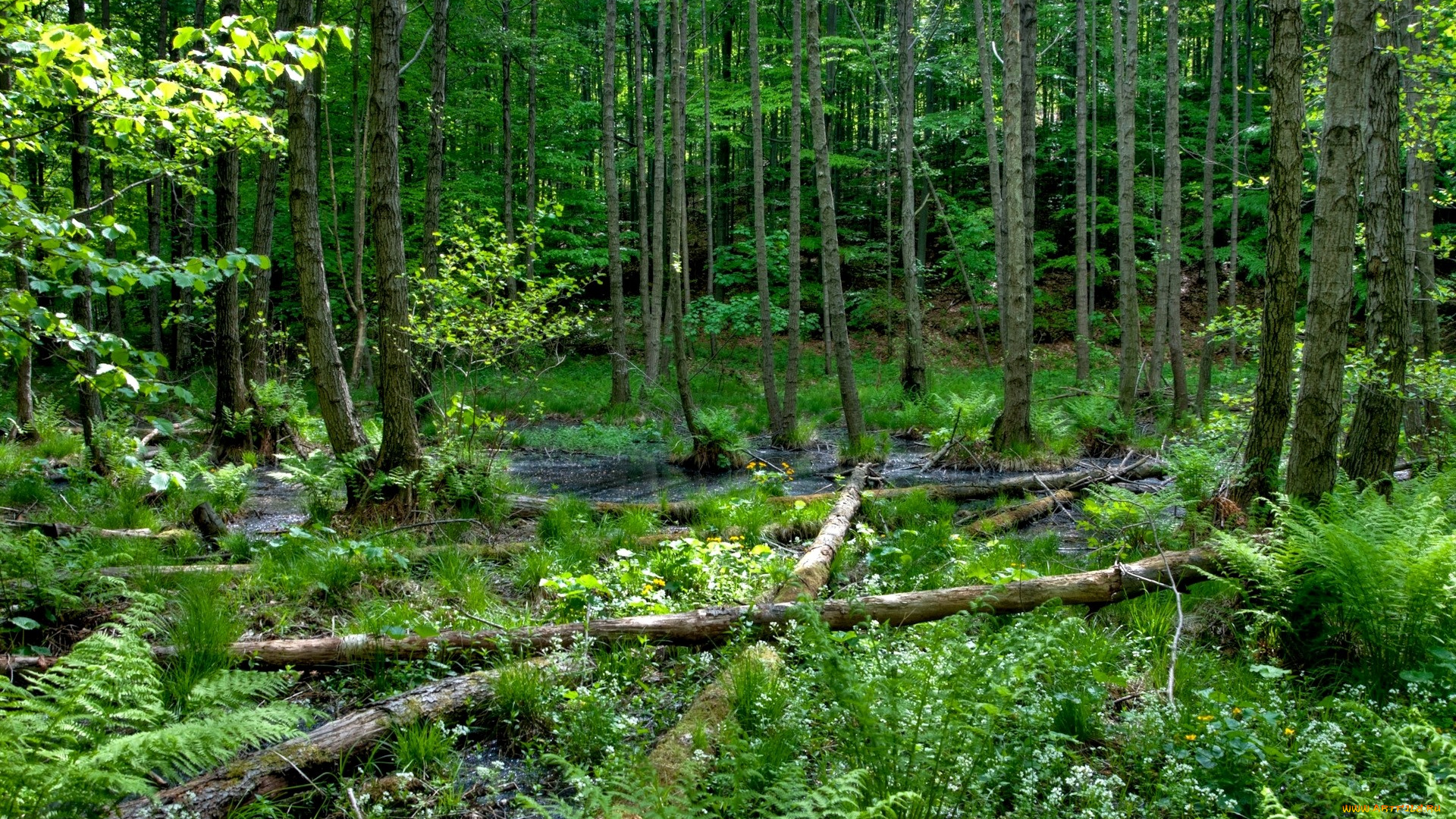 природа, лес, зелень, деревья, папоротник