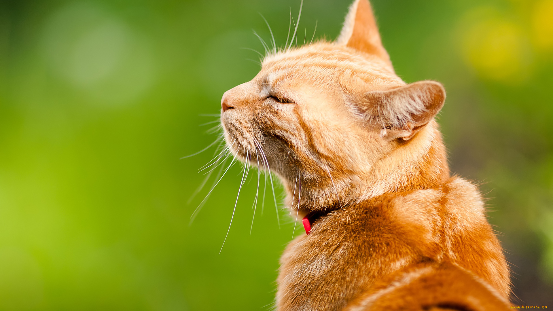животные, коты, рыжий, кот