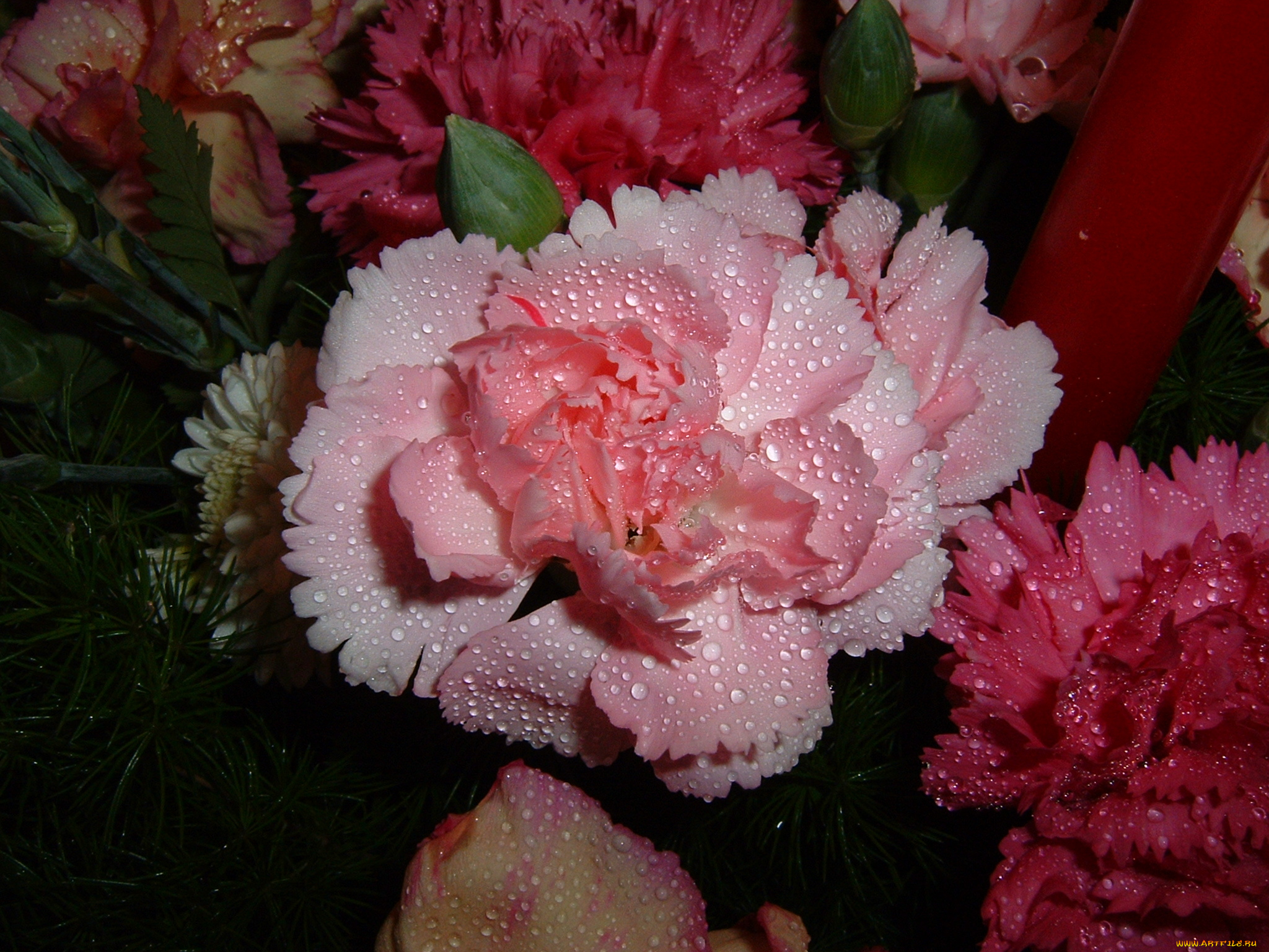 цветы, гвоздики, розовые, в, каплях, красные