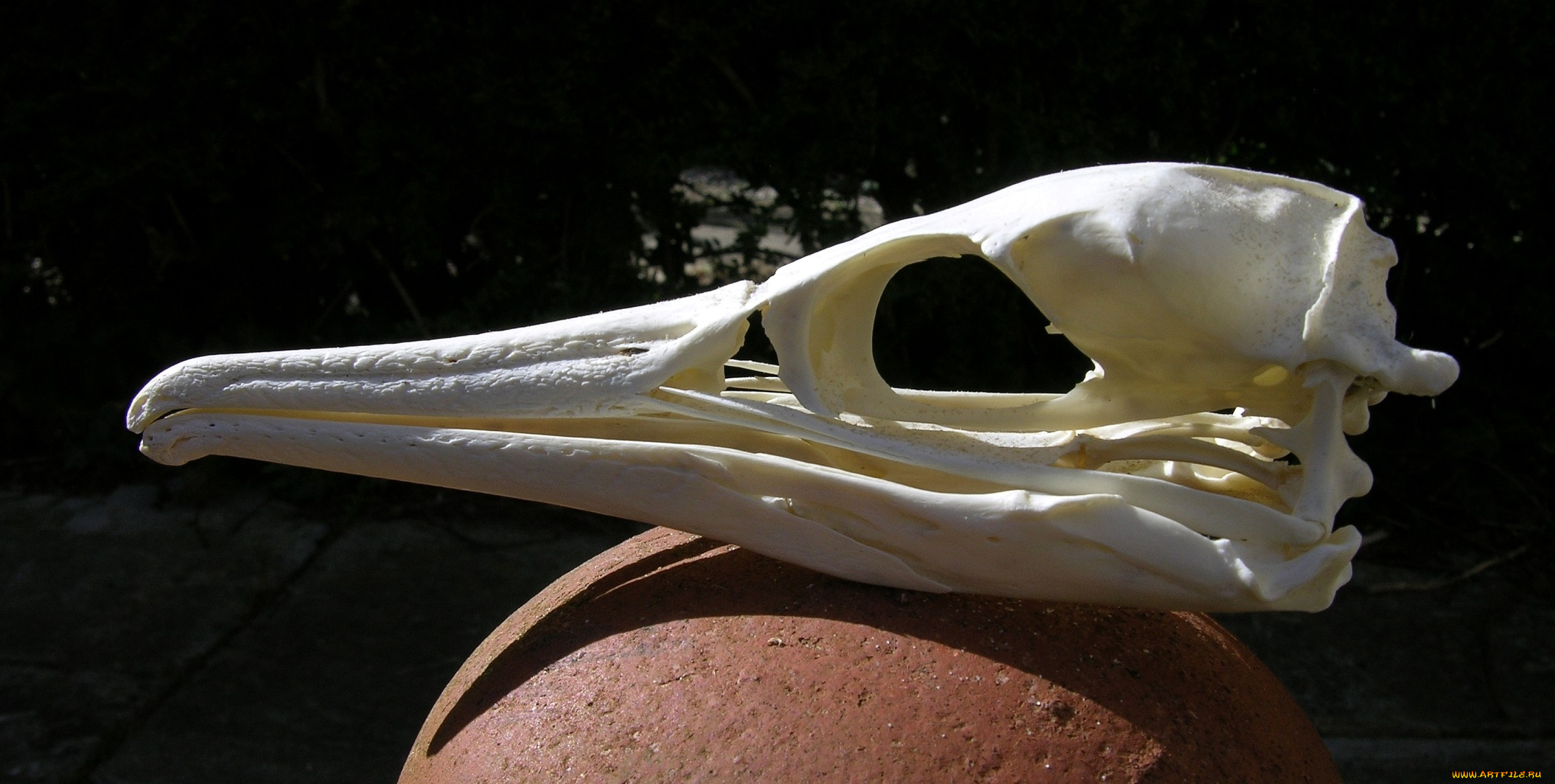 Череп, баклана, разное, кости, рентген, птица, череп, клюв