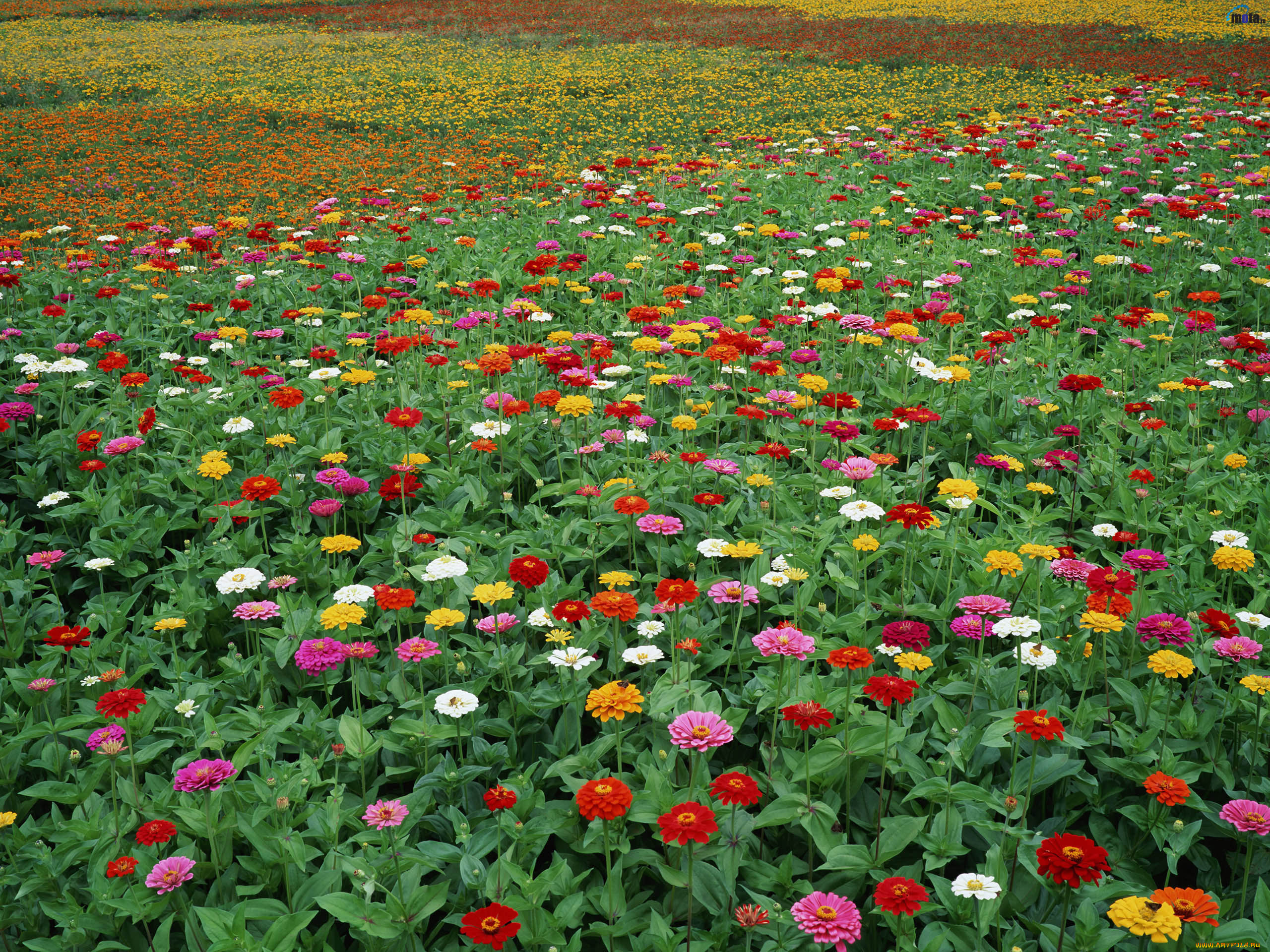 цветы, цинния, разноцветные, поле