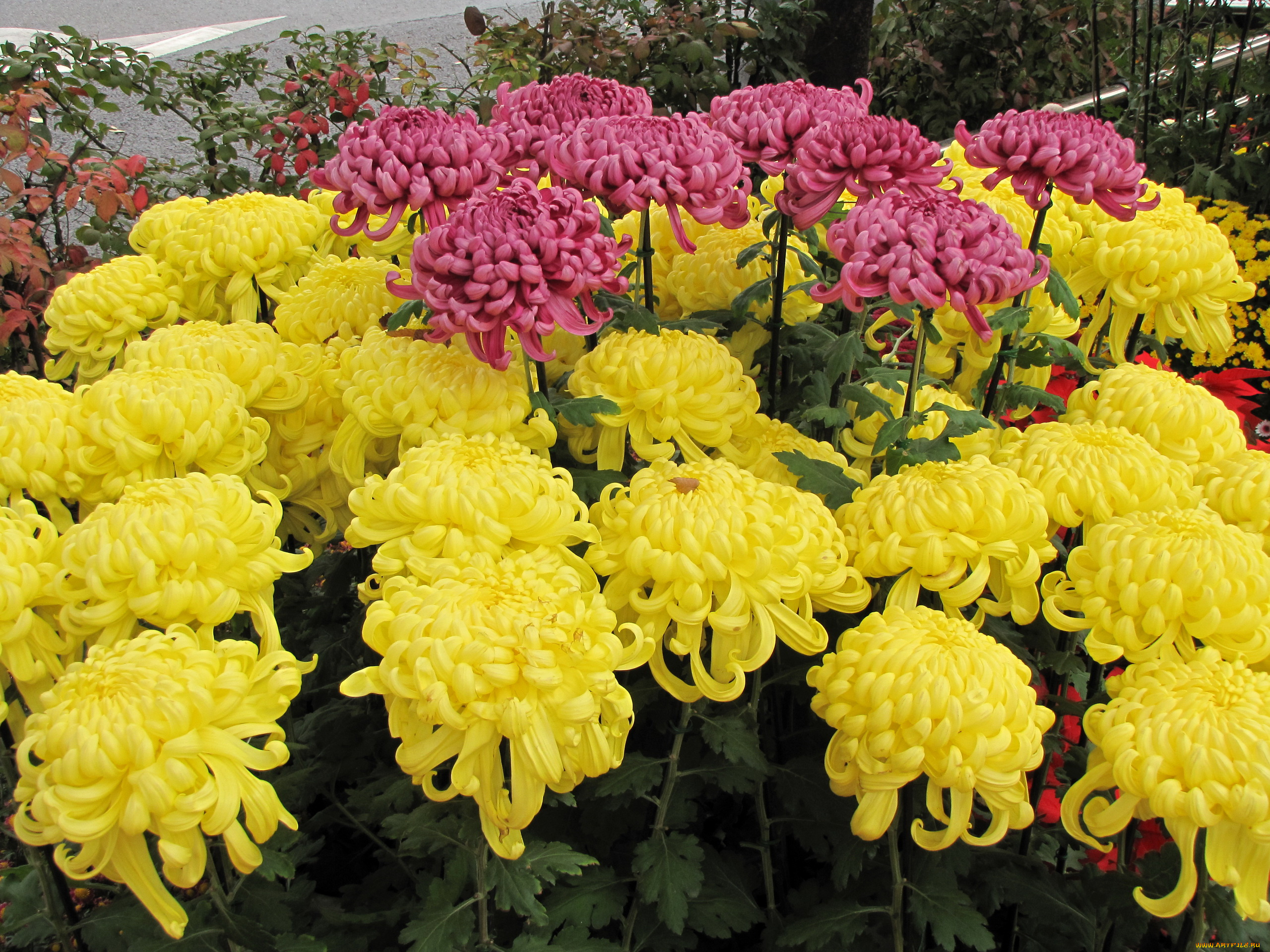 цветы, хризантемы, желтые, красные