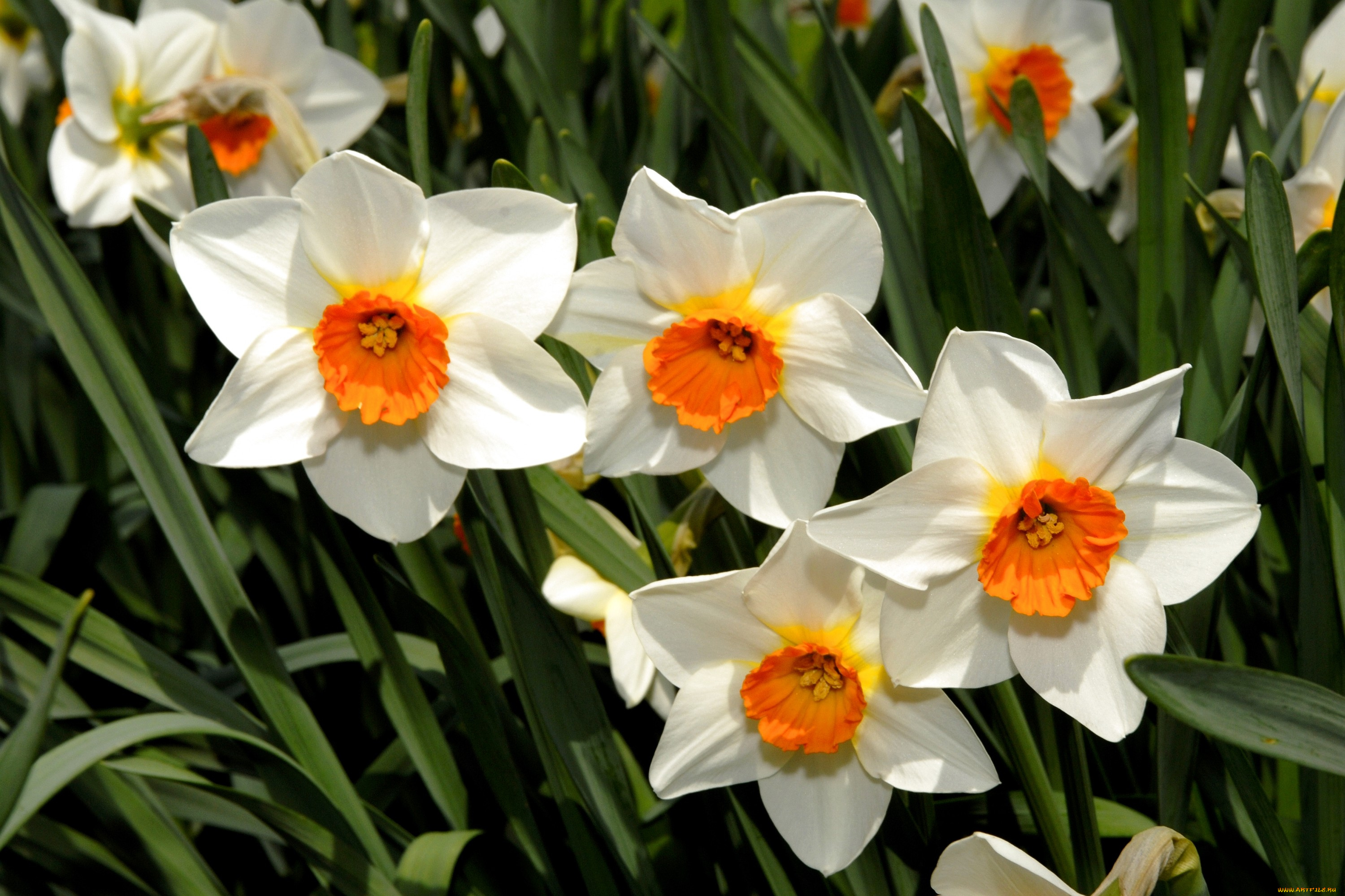 цветы, нарциссы, белый, серединки