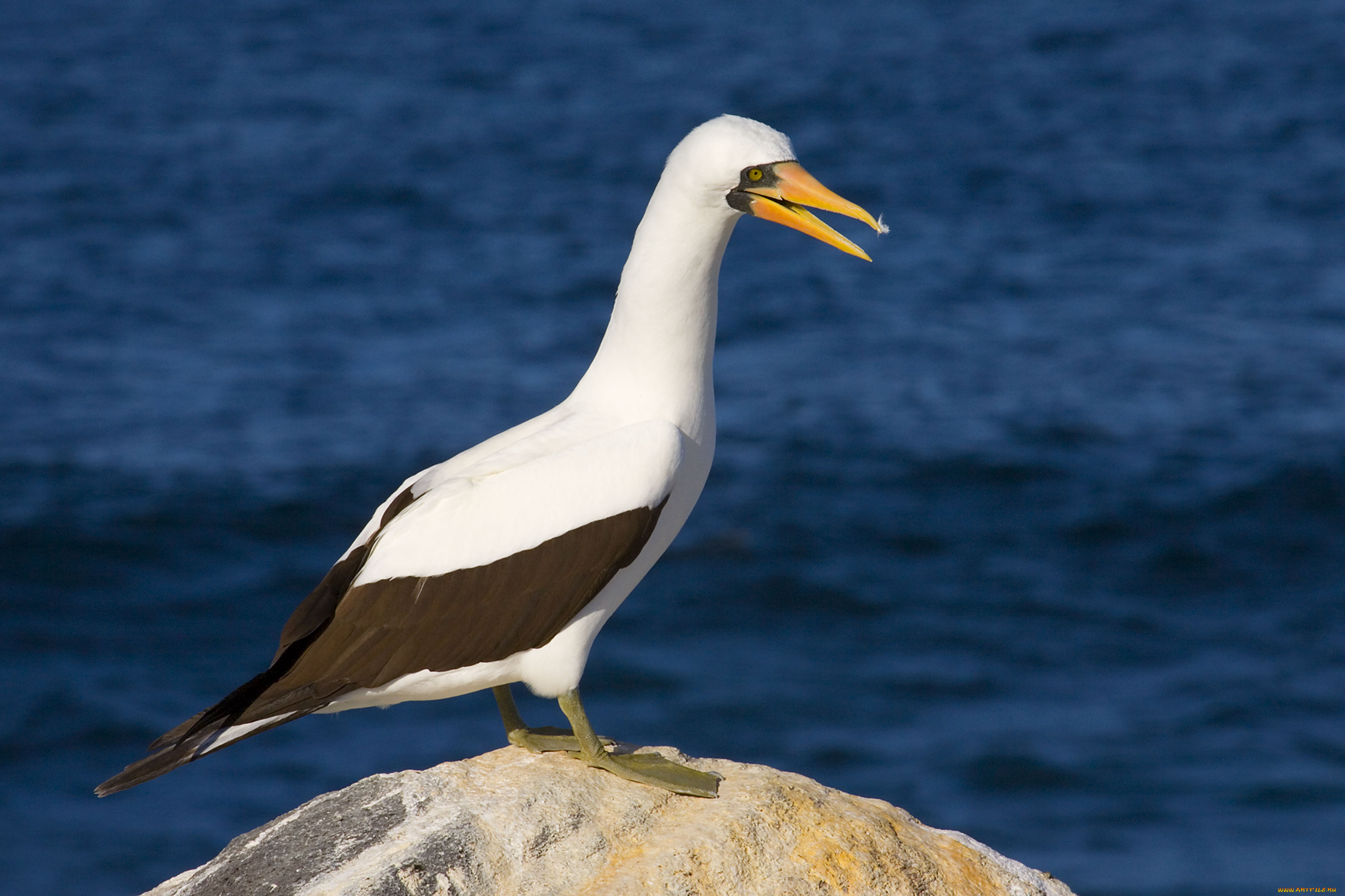 олуша, животные, олуши, оперение, коричневое, белое