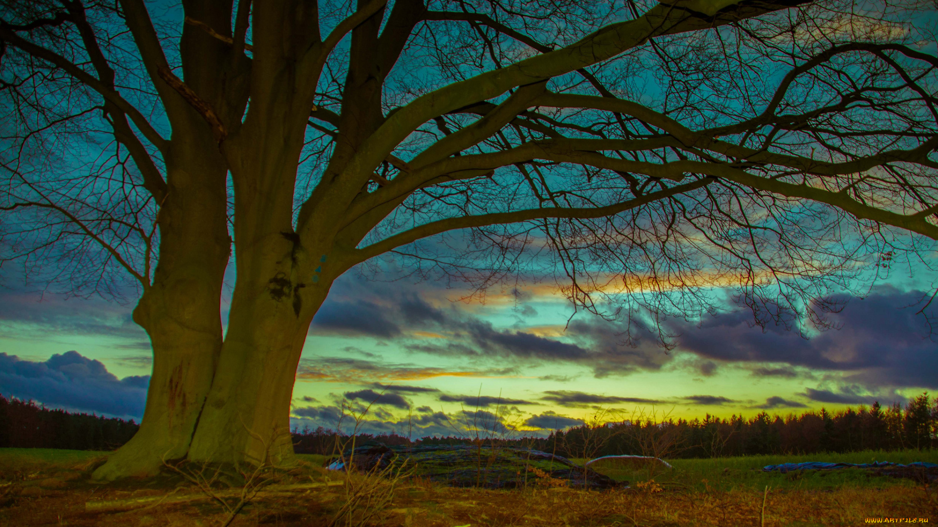 природа, деревья, дерево, поле, лес, облака, зарево, небо