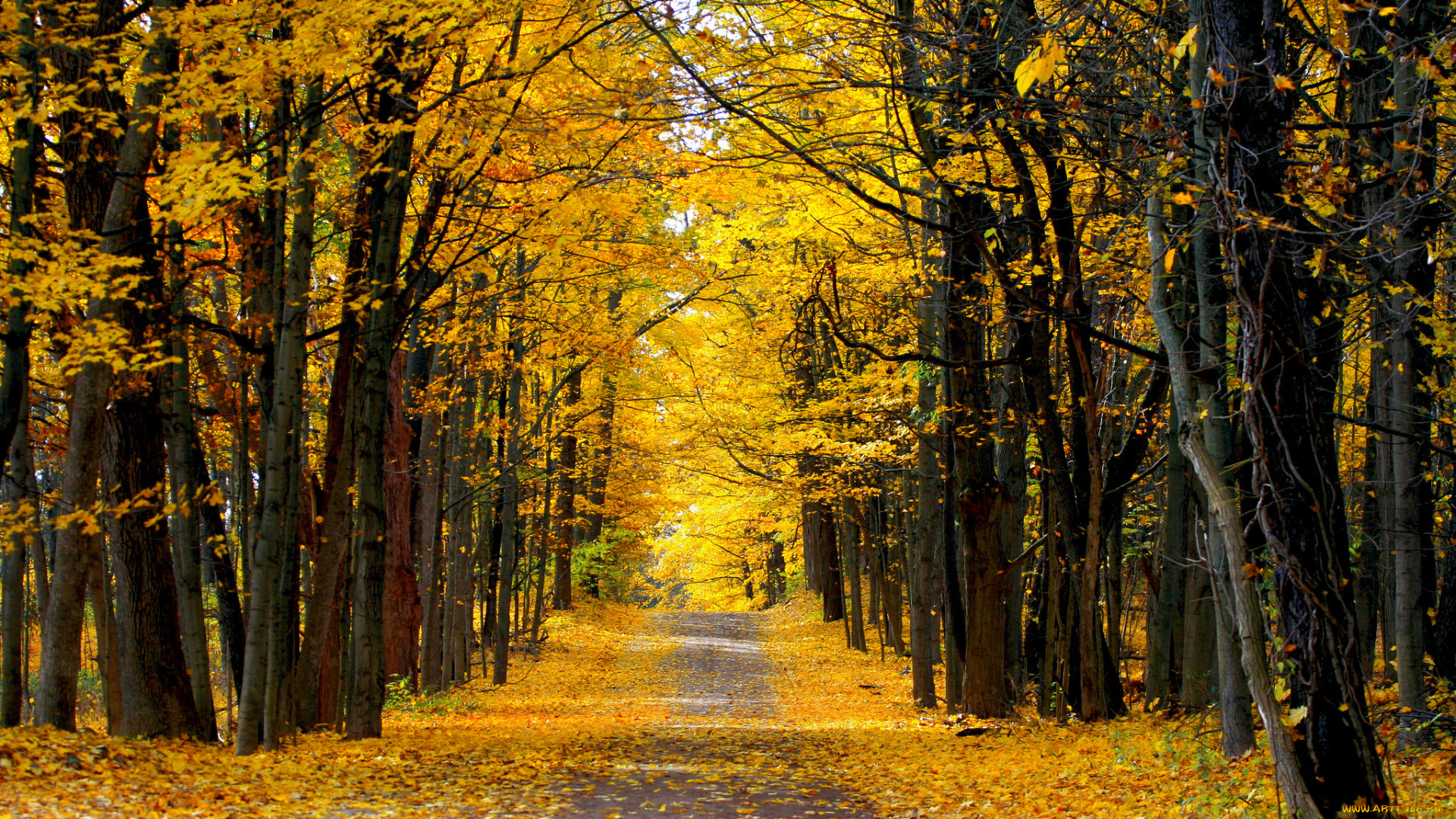 природа, дороги, лес, осень