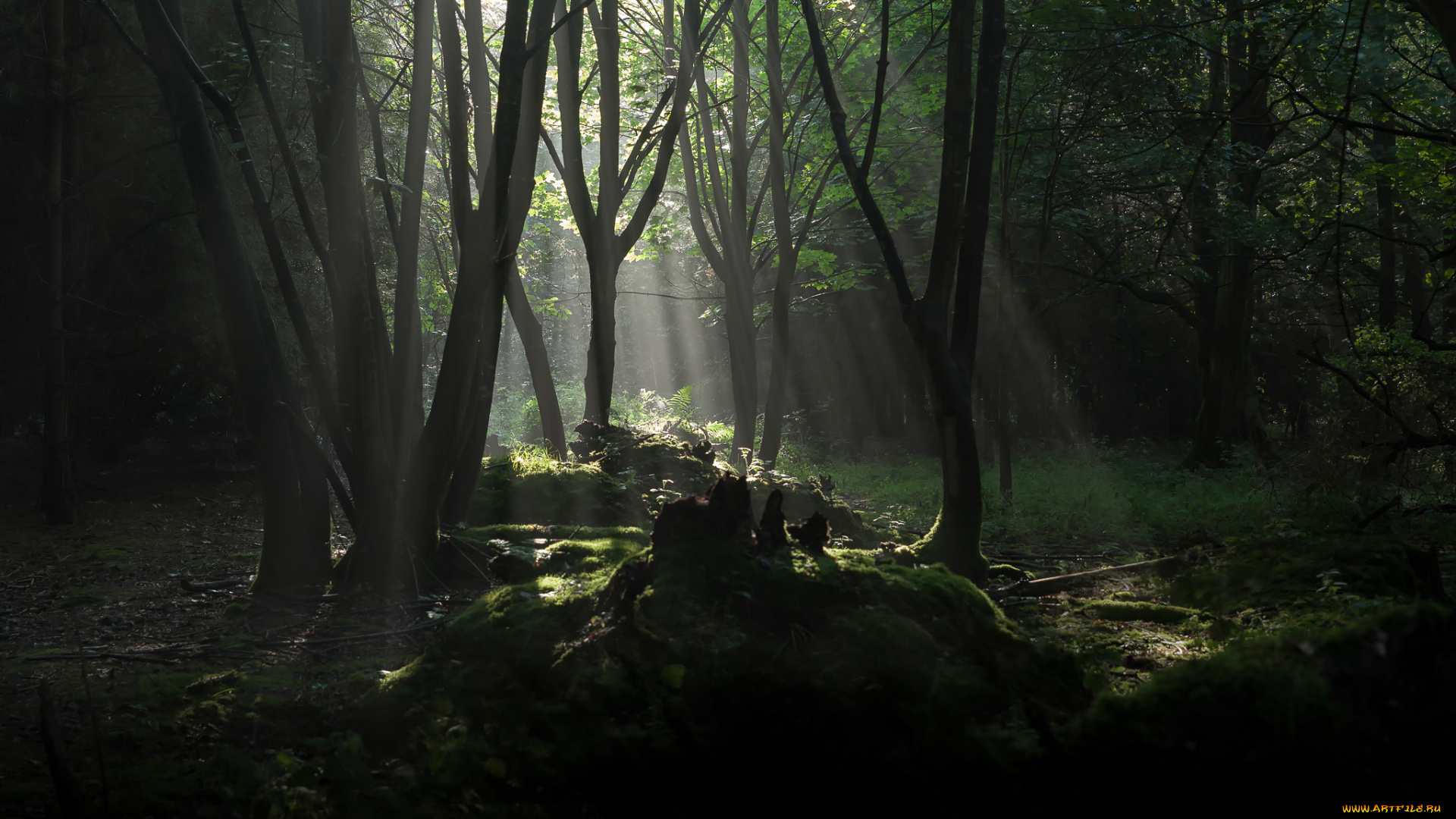 природа, лес, деревья, лучи, солнца
