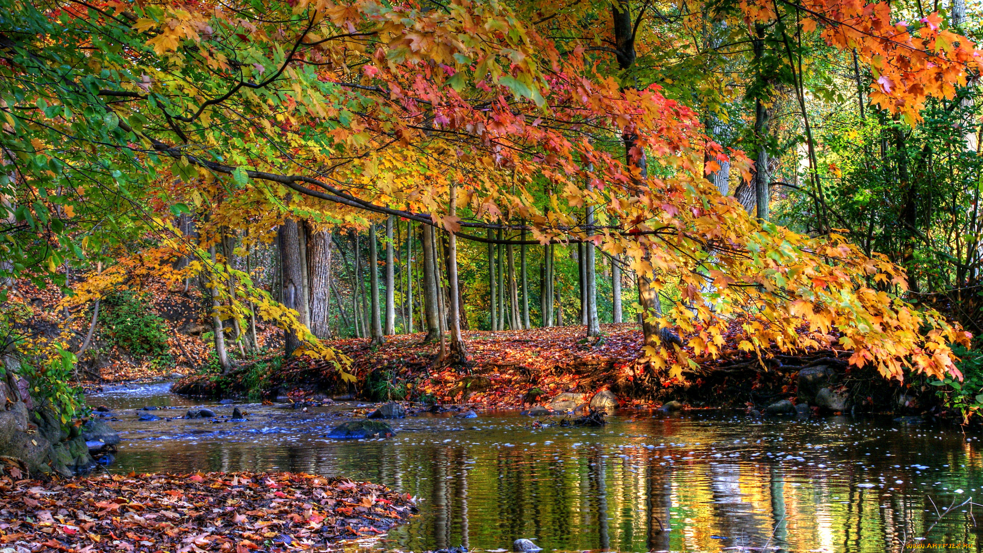 природа, лес, листья, деревья, ручей, осень