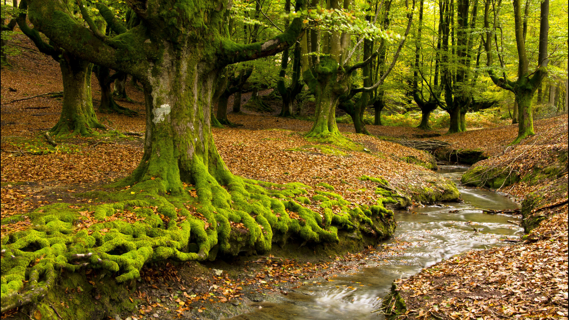 природа, лес, мох, корни, ручей