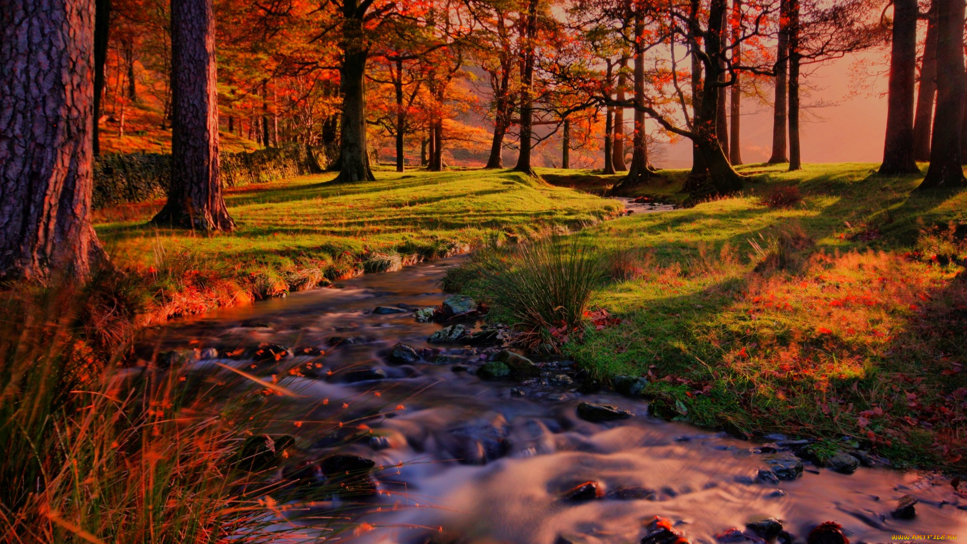 природа, лес, поток, ручей, деревья, закат