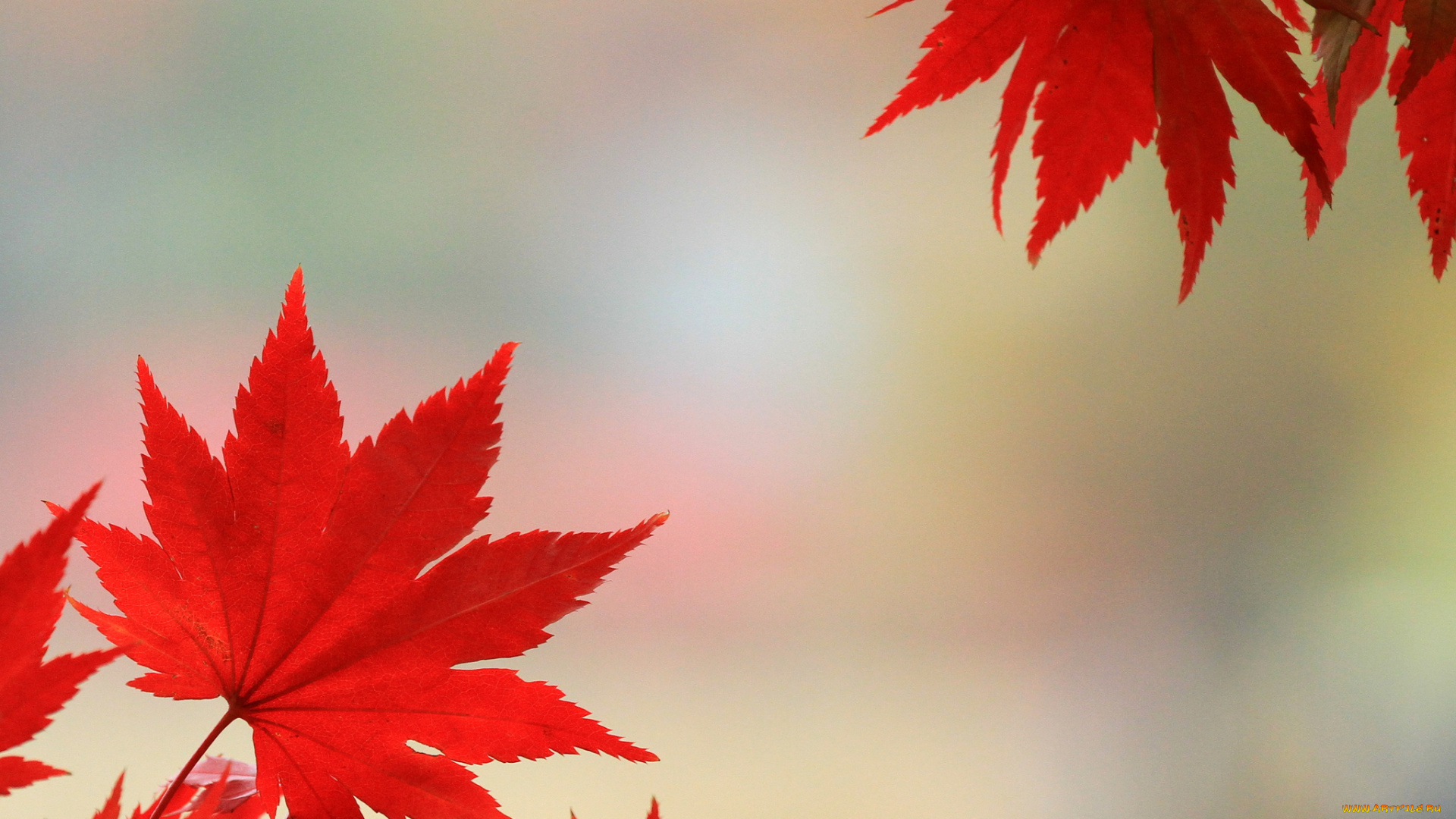 природа, листья, багрянец, осень, клен