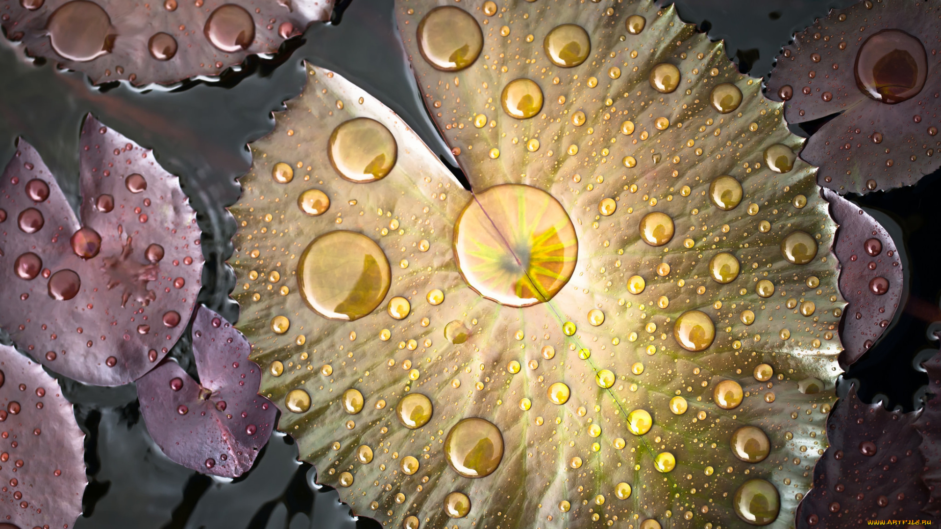 природа, листья, цвет, вода, капли, водоем