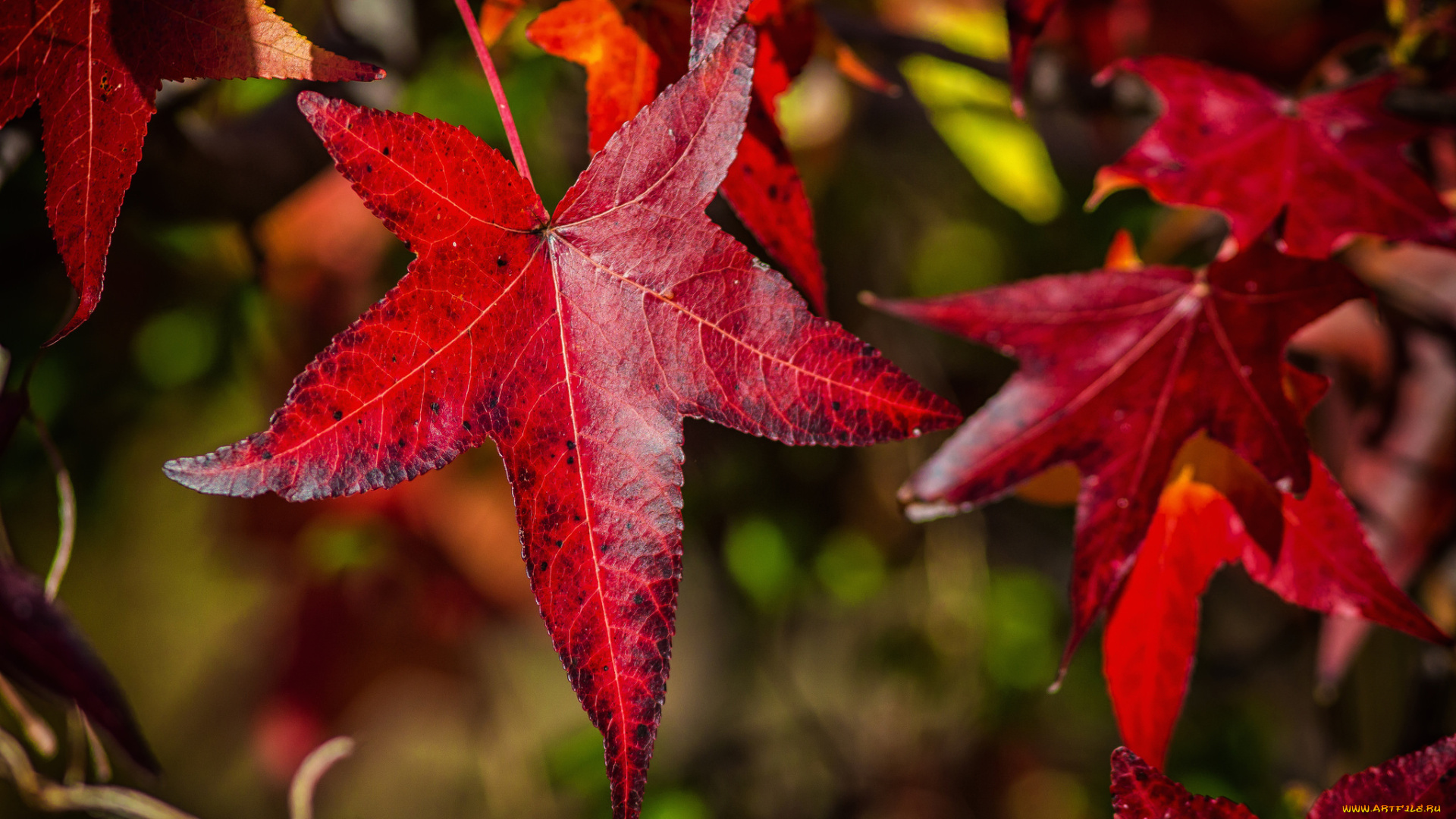 природа, листья, клен, осень, багрянец