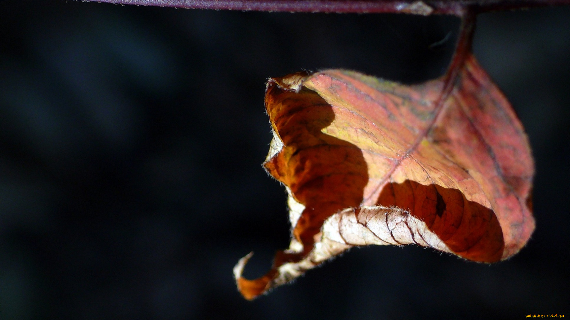 природа, листья, макро, лист, ветка