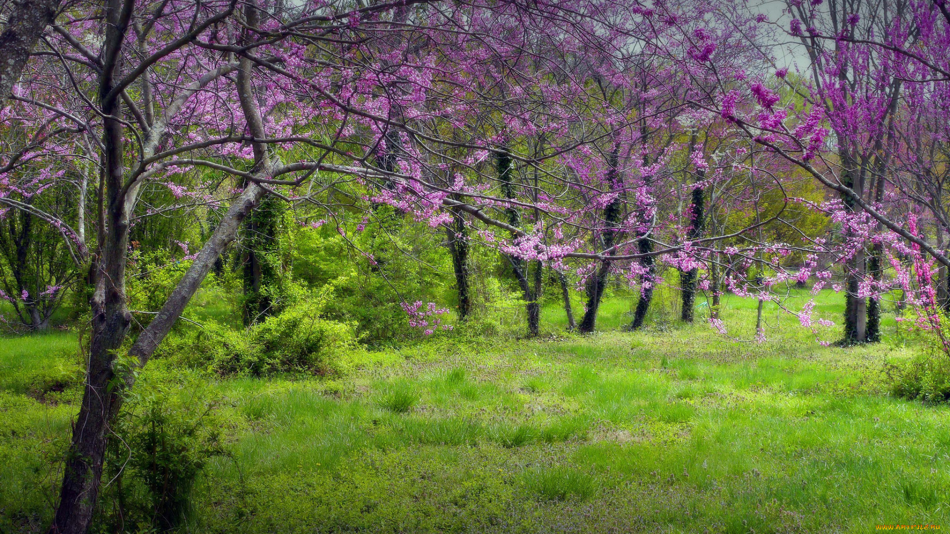 природа, луга, трава, поляна, лес