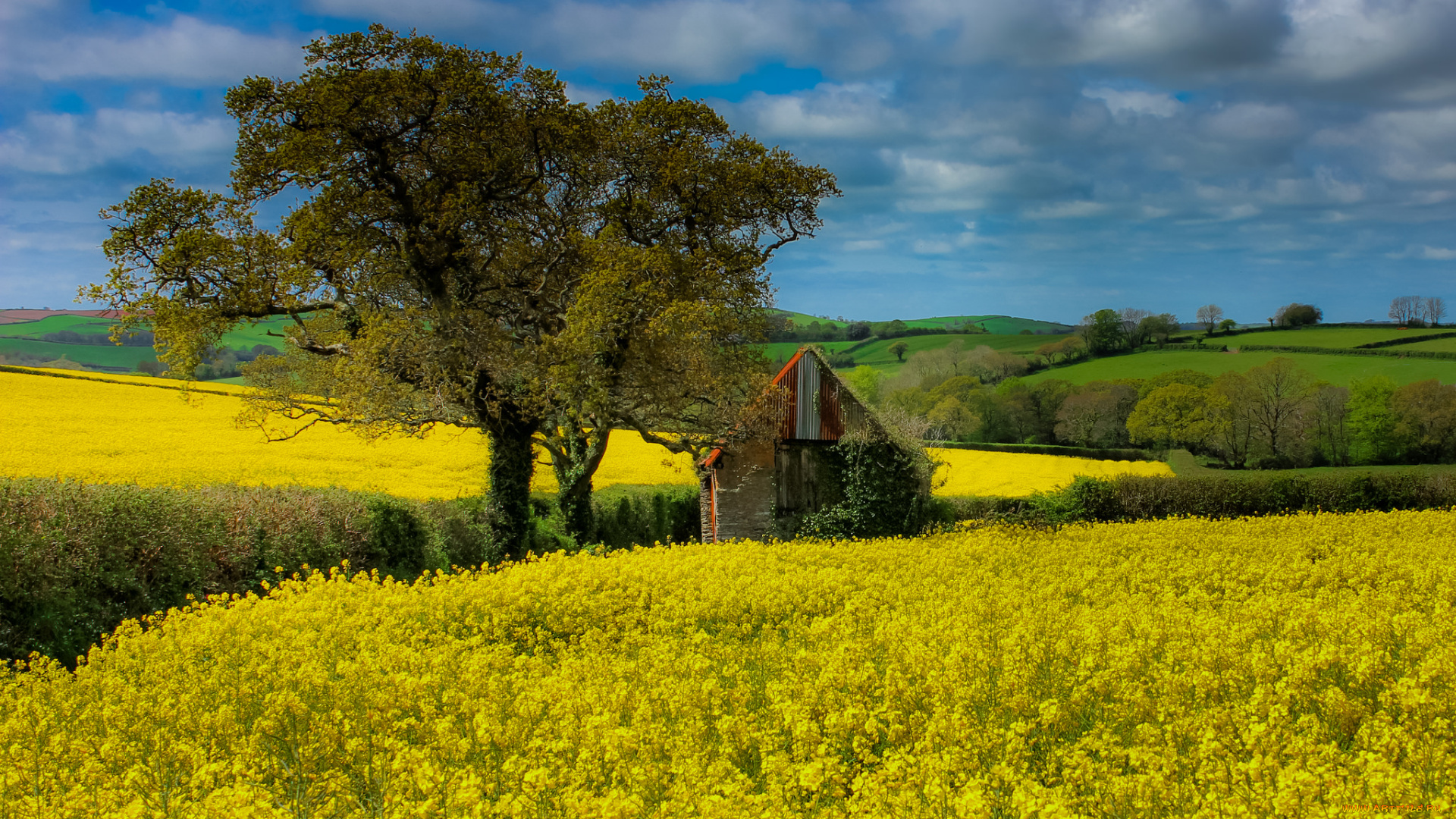 природа, поля, цветы, трава, поле