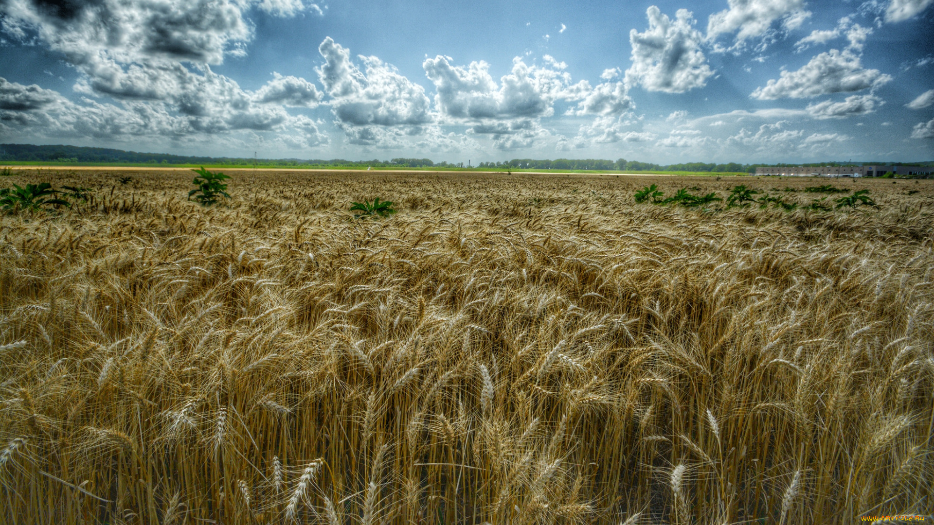природа, поля, облака, колосья, рожь, поле